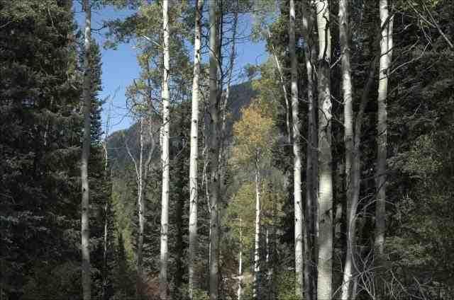 Tbd Conundrum Creek Road, Aspen, CO 81611 - Photo 4