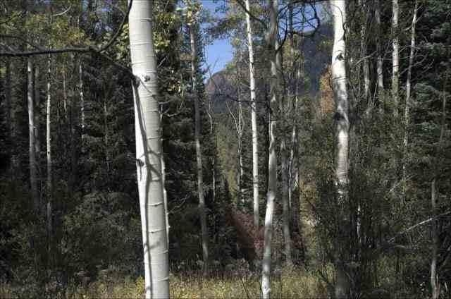 Tbd Conundrum Creek Road, Aspen, CO 81611 - Photo 5