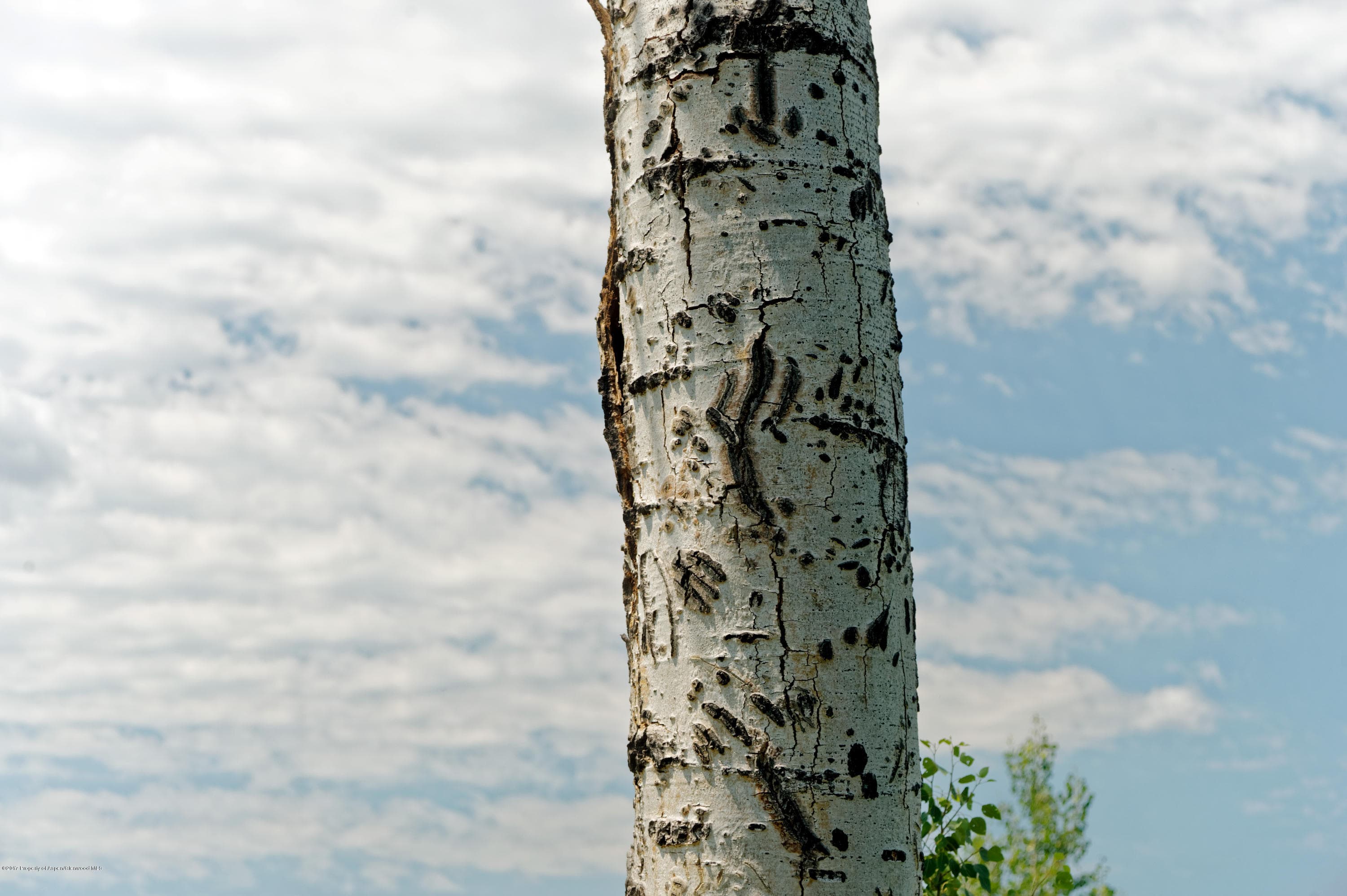 TBD County Road 312, New Castle, CO 81647 - Photo 40