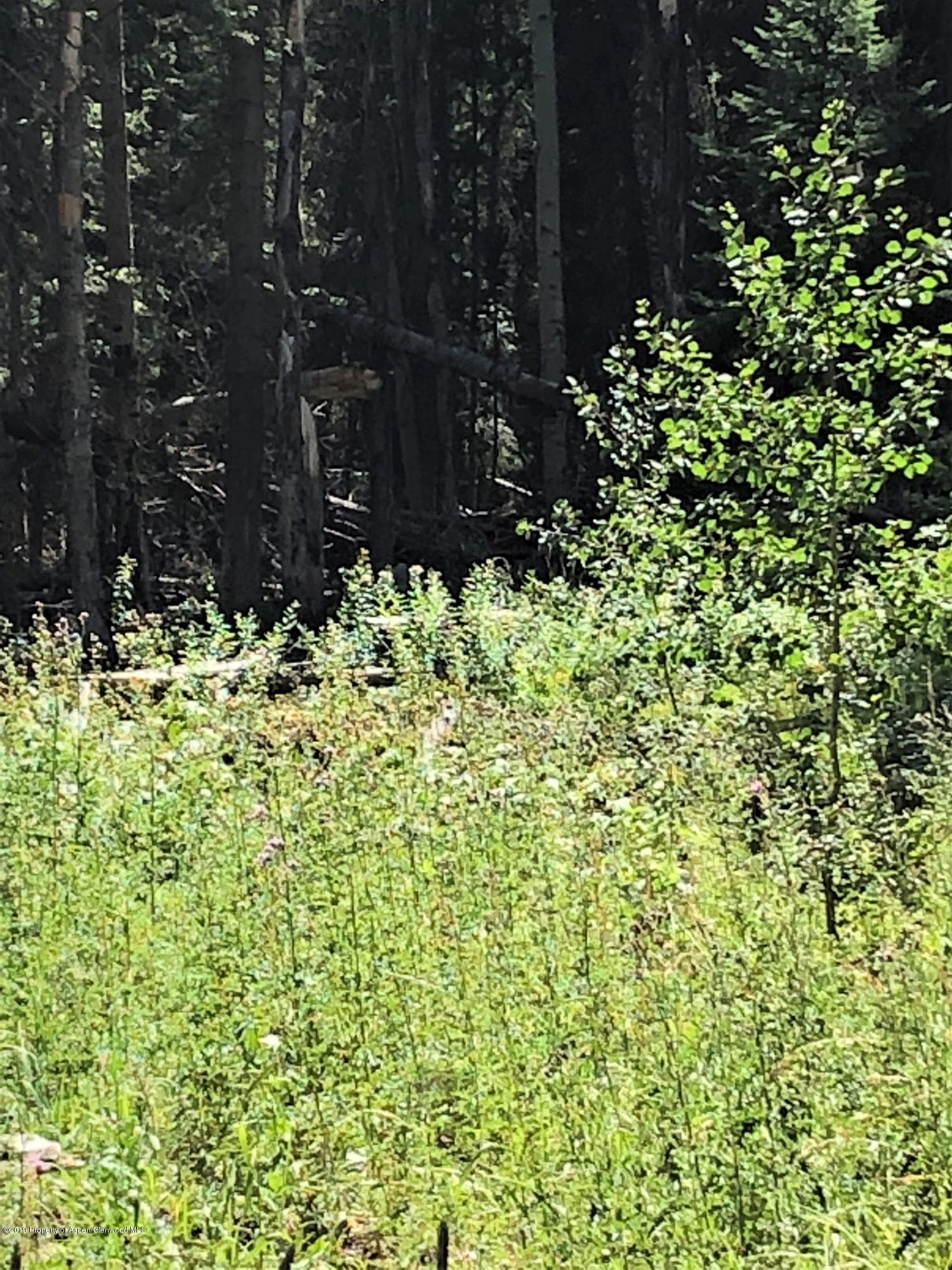 1152 Forest Service Road Lot 162, Craig, CO 81625 - Photo 5