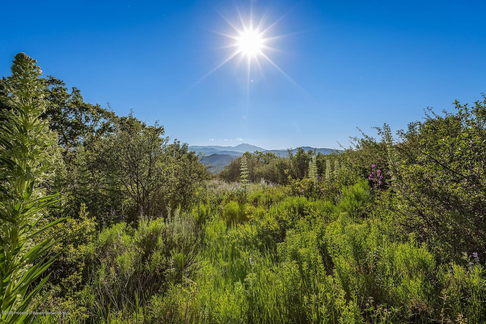 277 Danielson Drive, Aspen, CO 81611 - Photo 3