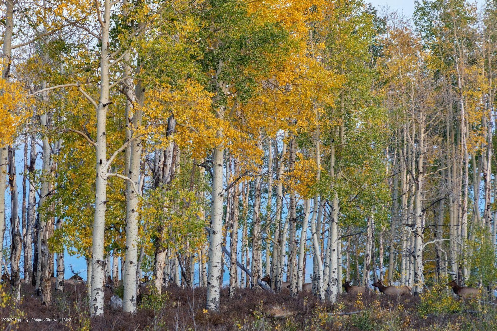 tbd East Specie Mesa, Telluride, CO 81435 - Photo 11