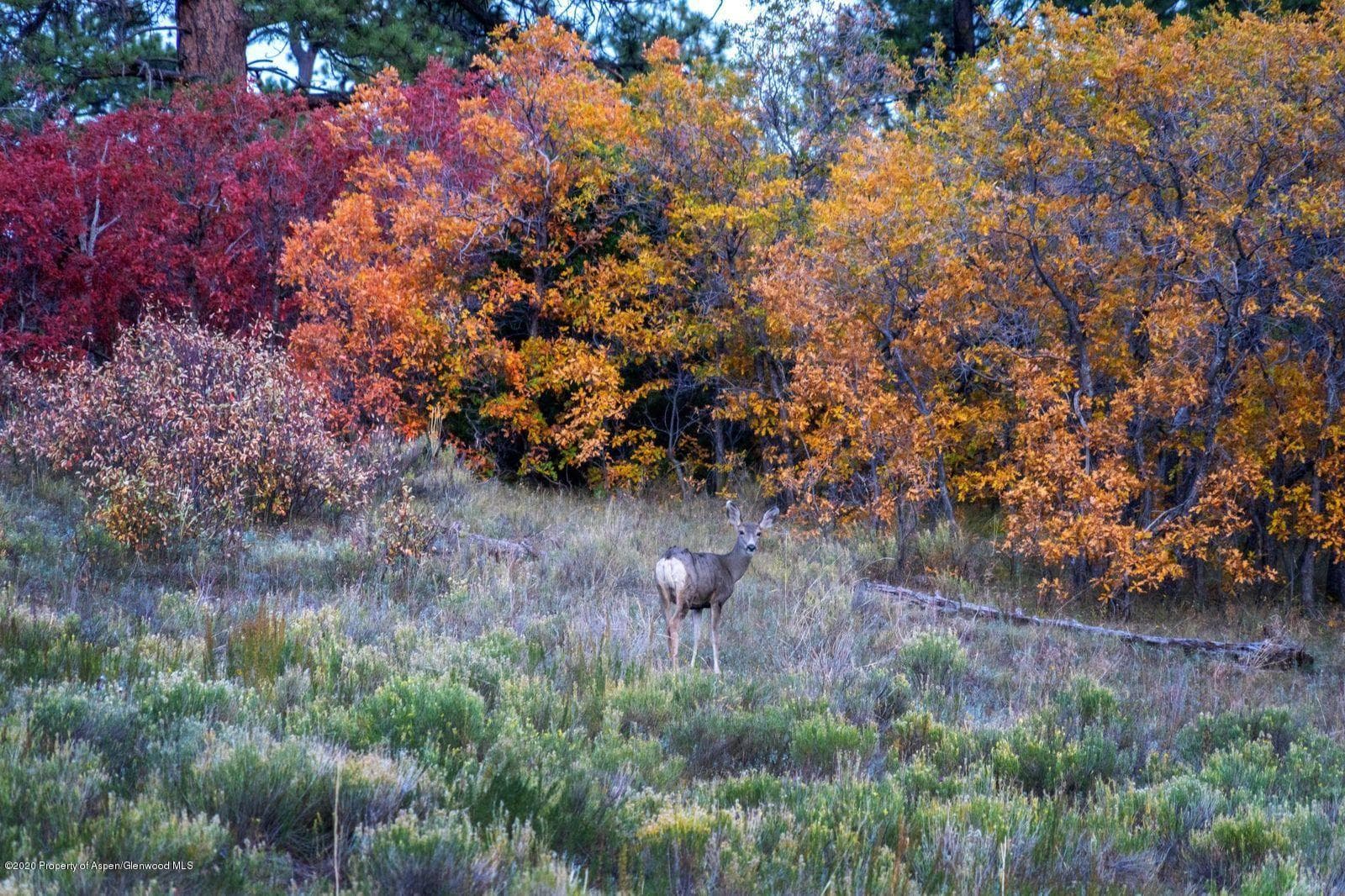 tbd East Specie Mesa, Telluride, CO 81435 - Photo 12