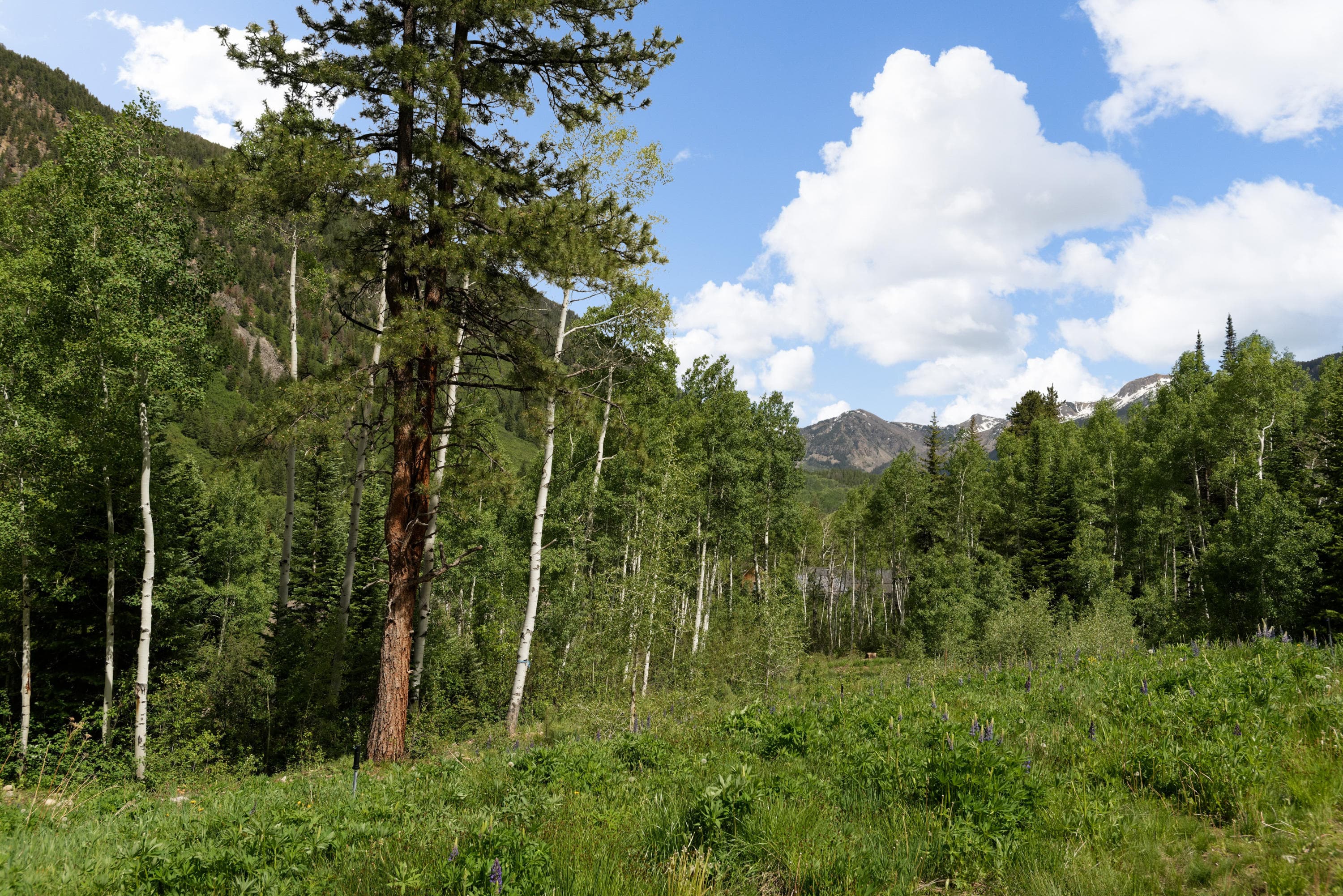 90 Popcorn Lane, Aspen, CO 81611 - Photo 10