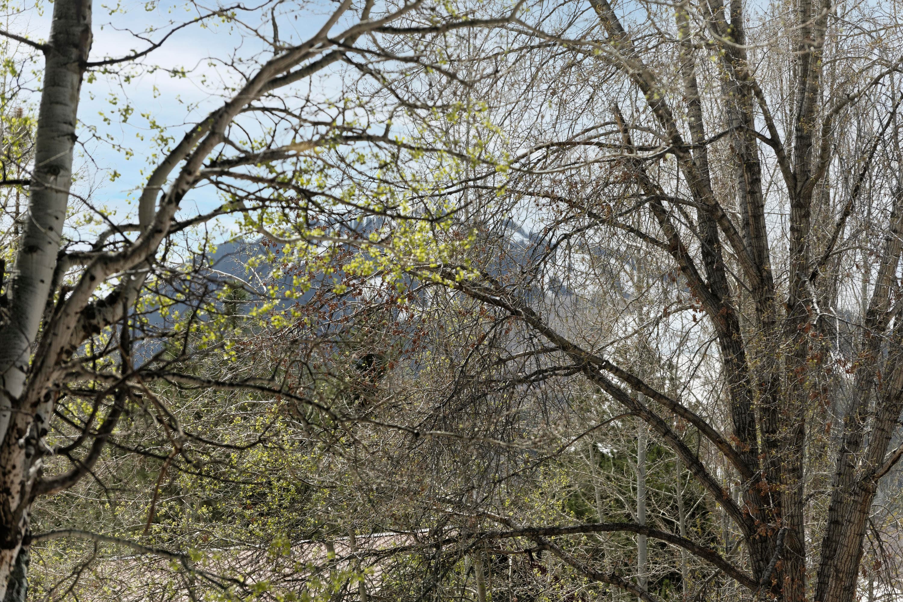 707 Castle Creek Drive 2, Aspen, CO 81611 - Photo 31
