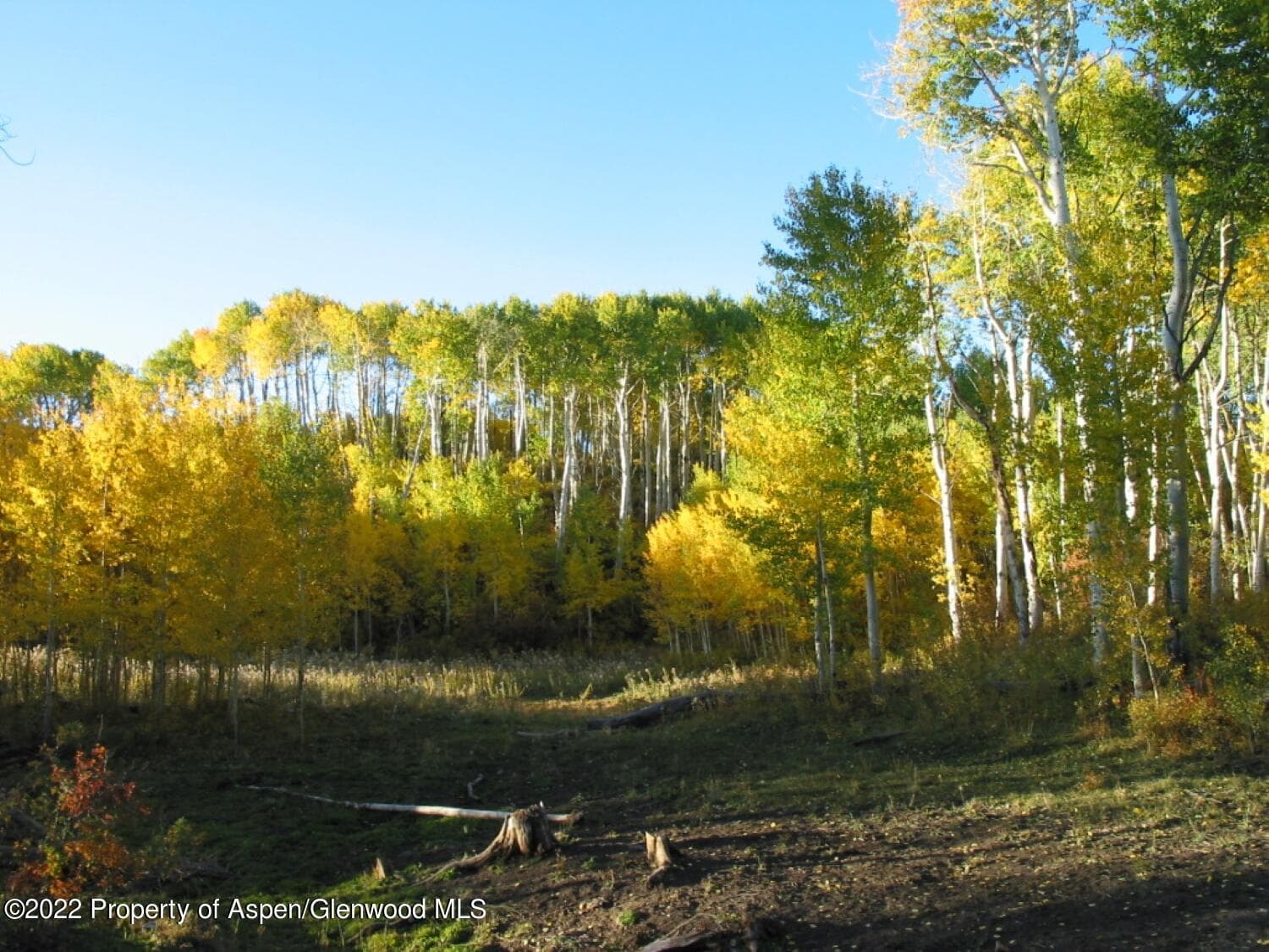 TBD Buckhorn Road 840, Ridgway, CO 81432 - Photo 8