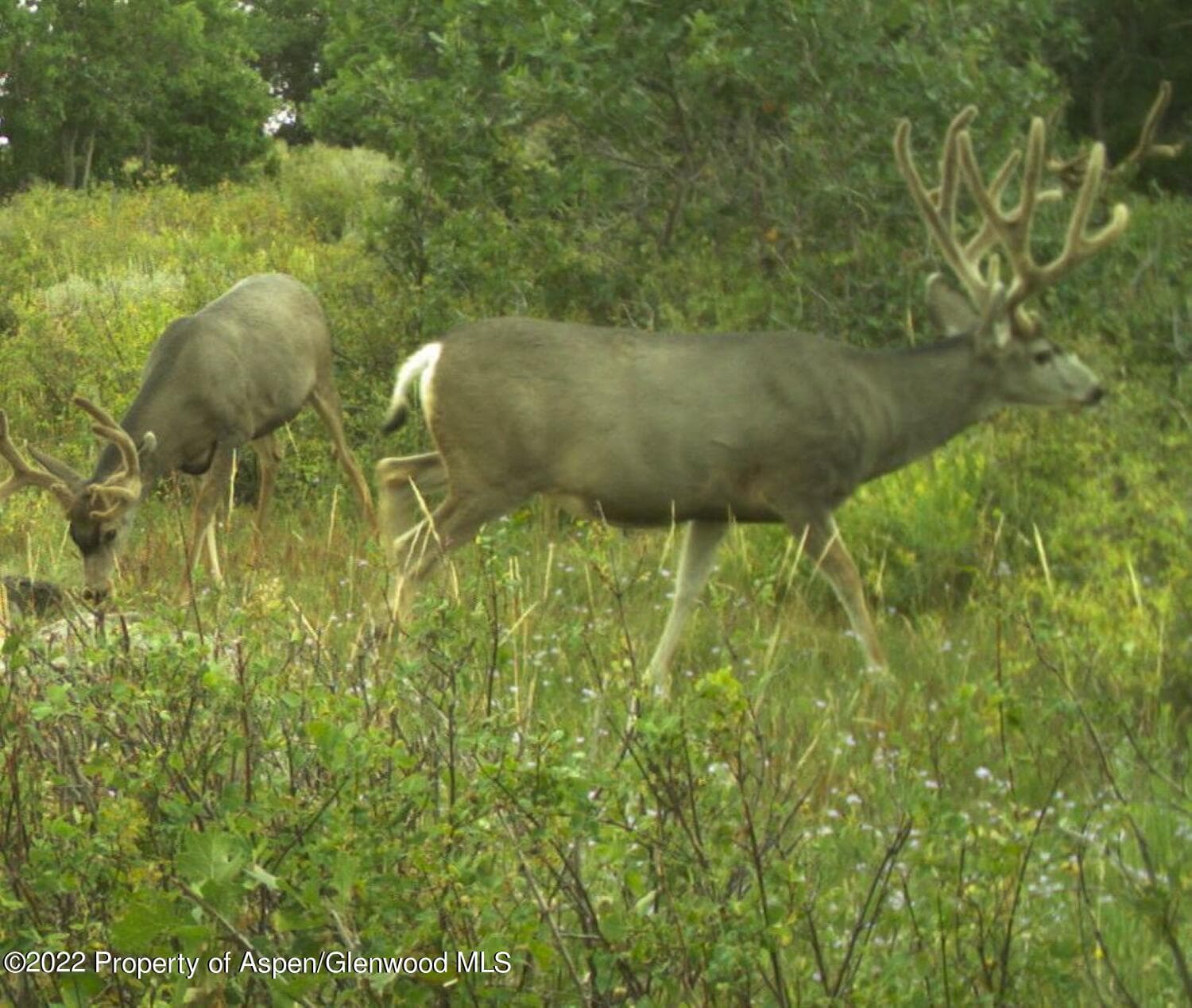 TBD Buckhorn Road 840, Ridgway, CO 81432 - Photo 9