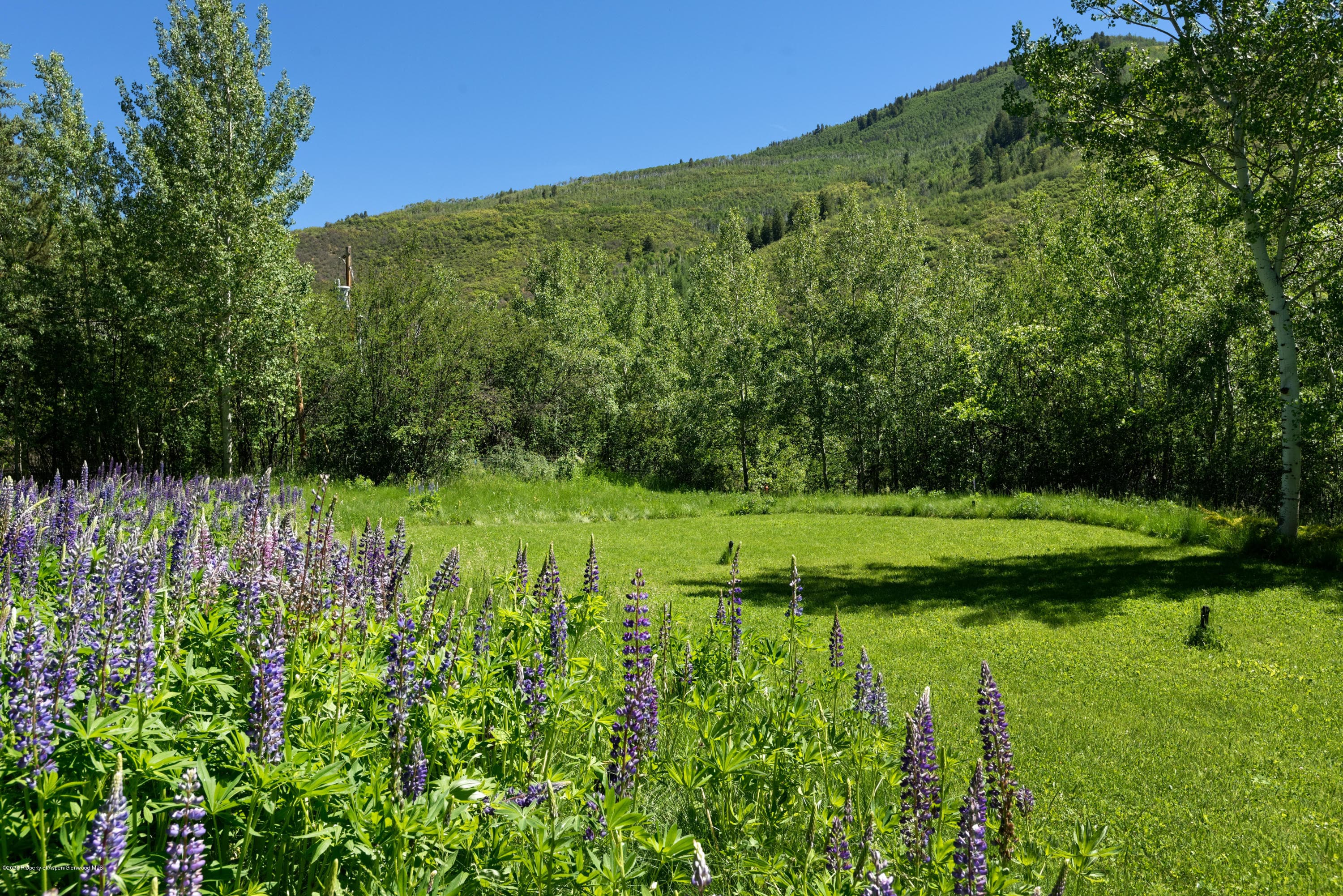 203 Roaring Fork Drive, Aspen, CO 81611 - Photo 5