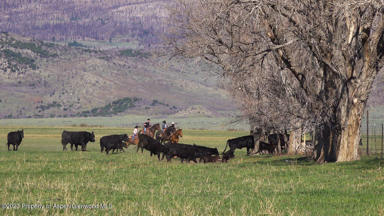 3795 Highway 50, Cimarron, CO 81220 - Photo 6