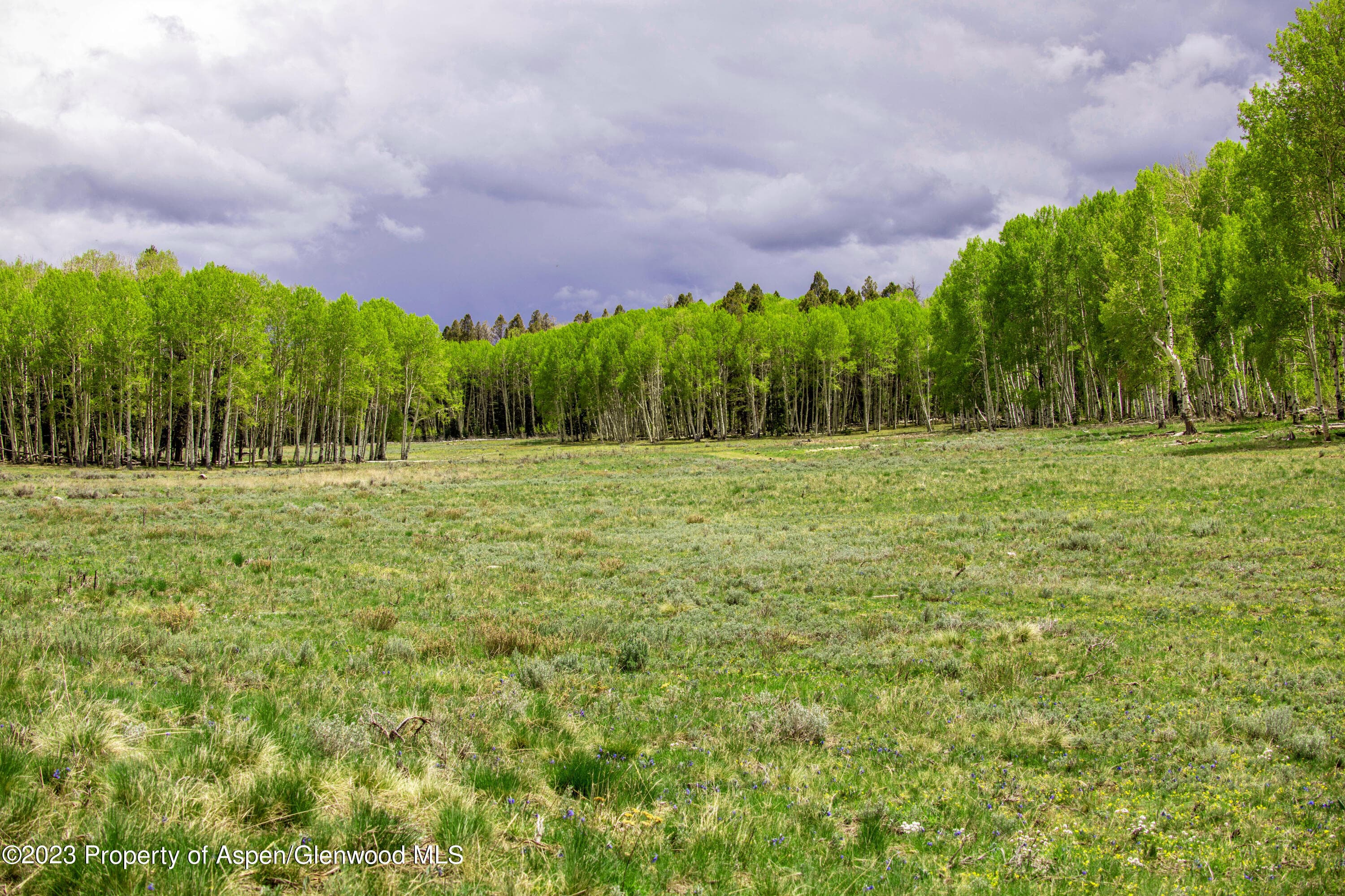 3795 Highway 50, Cimarron, CO 81220 - Photo 3