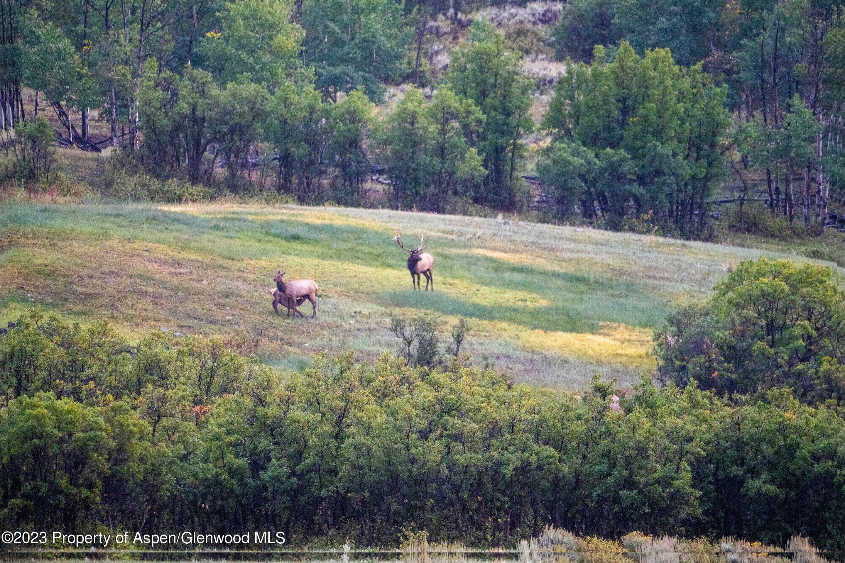 3795 Highway 50, Cimarron, CO 81220 - Photo 9