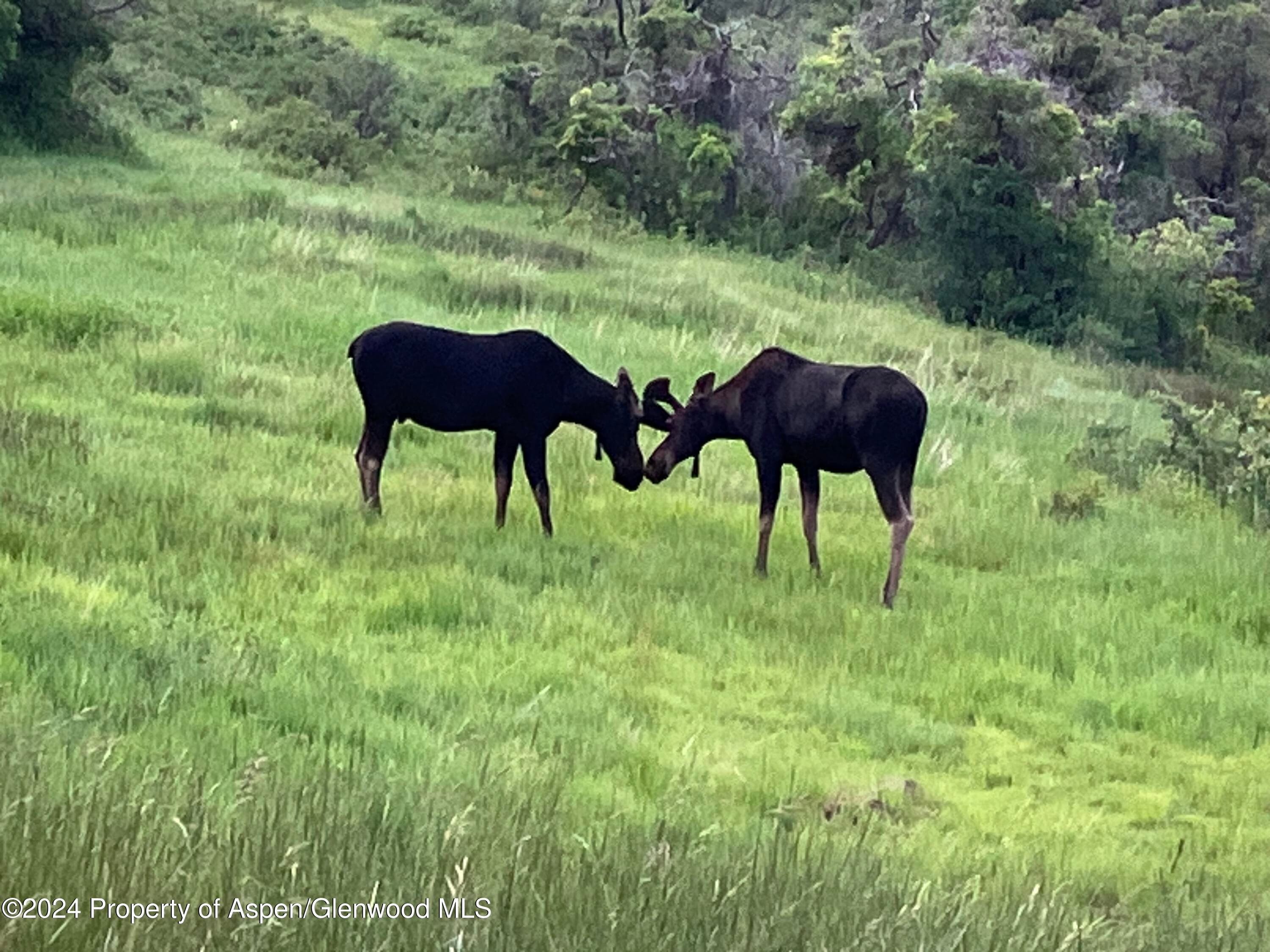 LOT 16B Mountain Springs Road, Glenwood Springs, CO 81601 - Photo 10