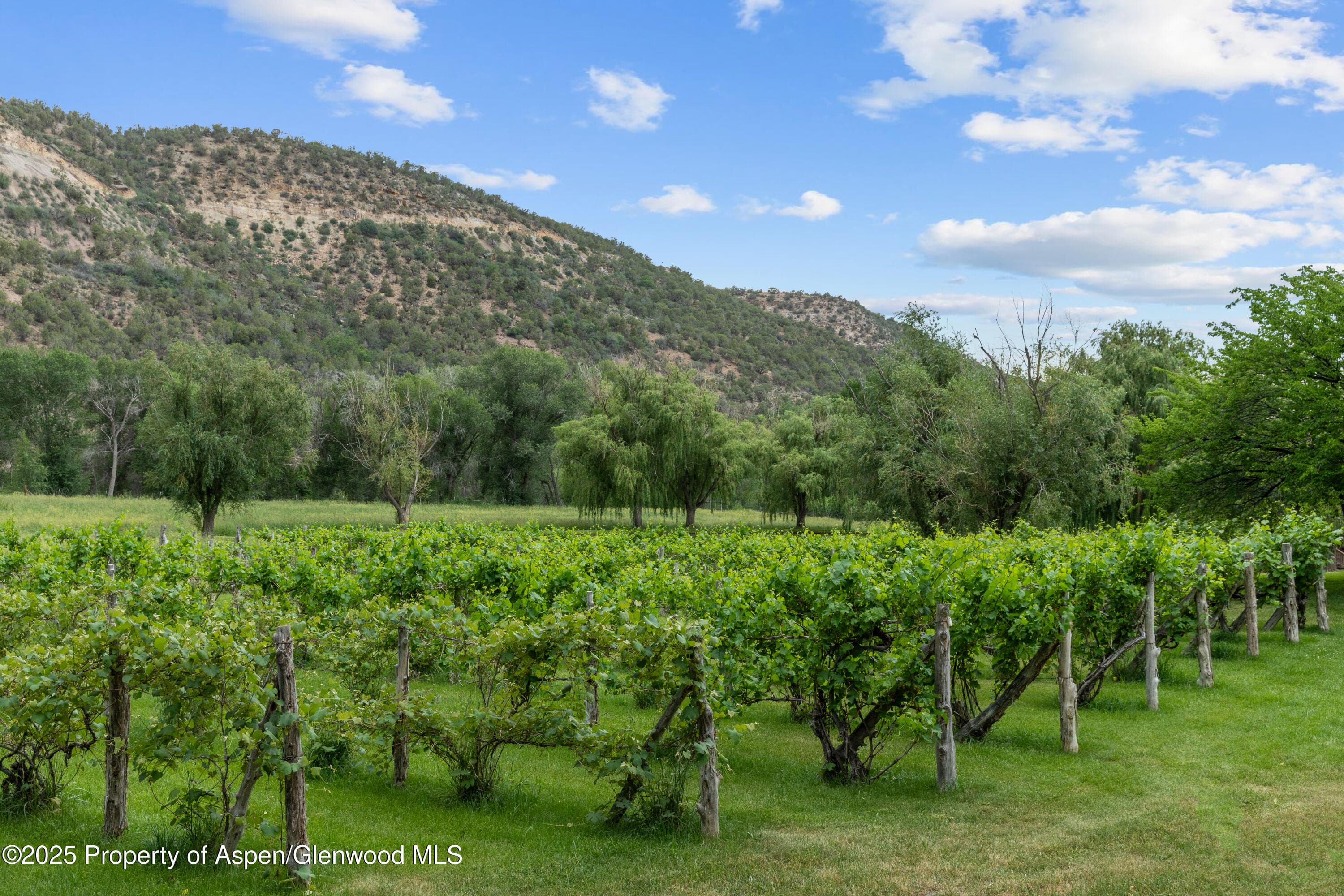 34074 Fruitland Mesa Road, Crawford, CO 81415 - Photo 15