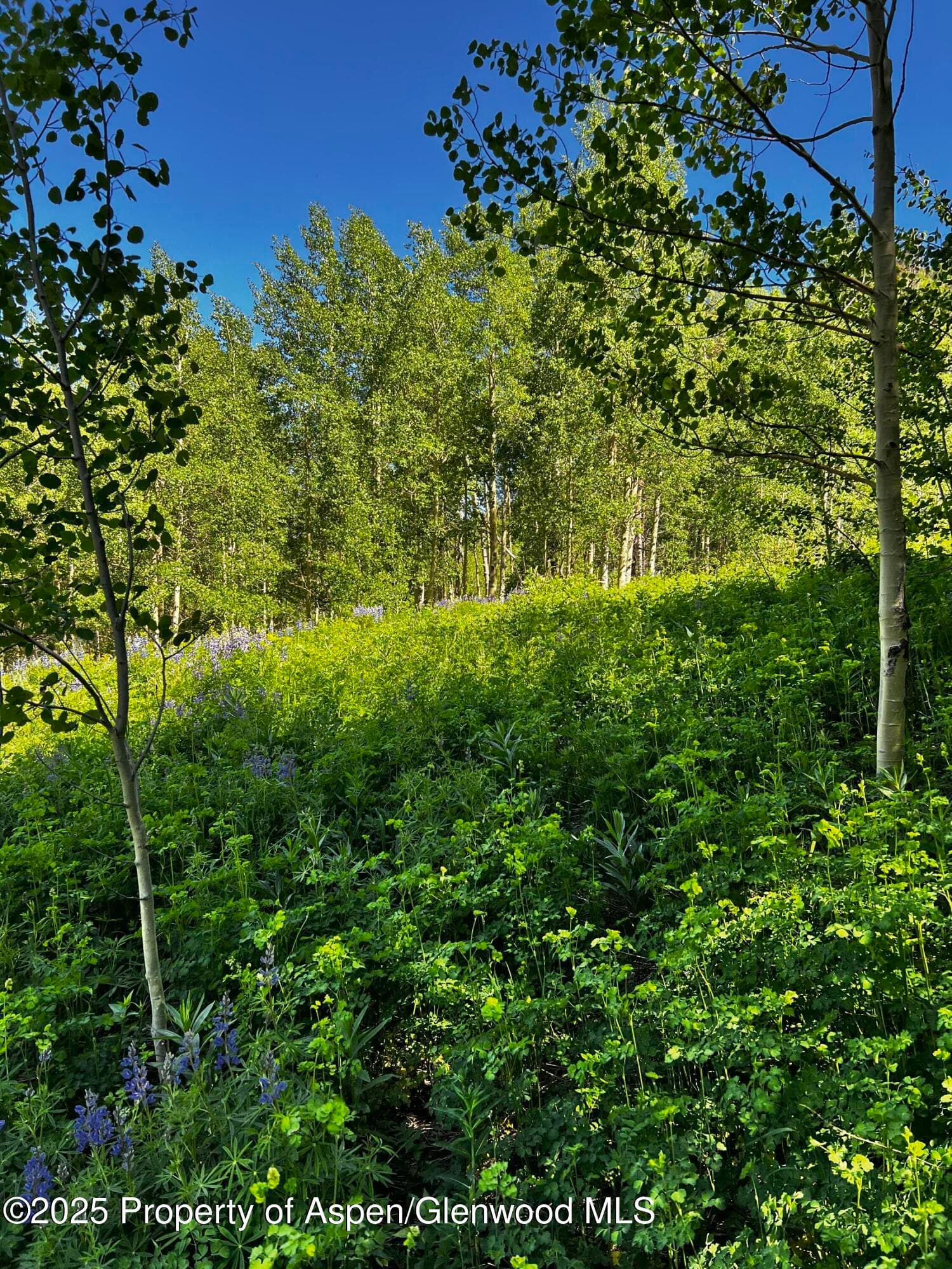 2601 Midnight Mine Road Road, Aspen, CO 81611 - Photo 2