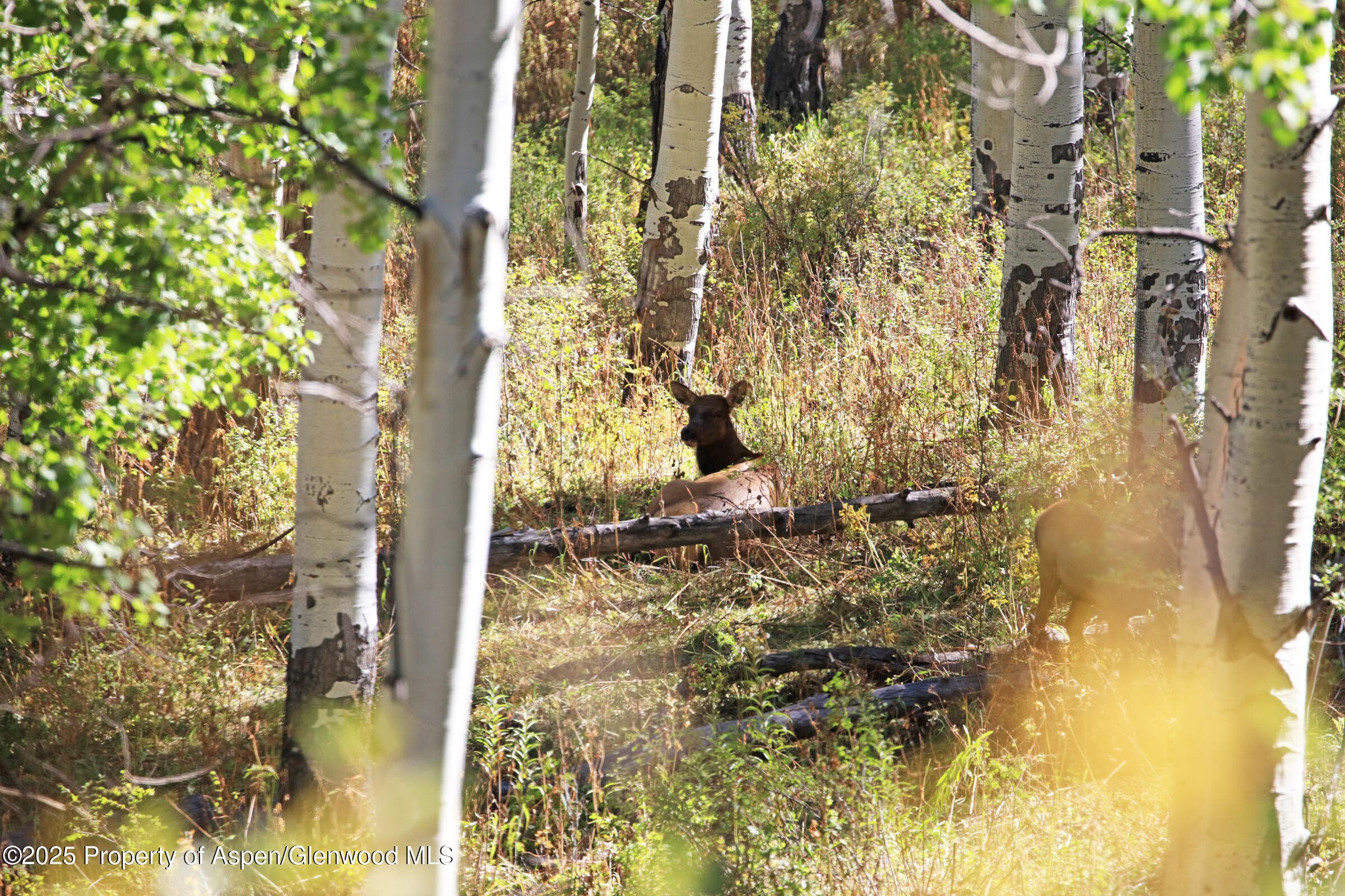 TBD Divide Road Entire Package, Whitewater, CO 81527 - Photo 29
