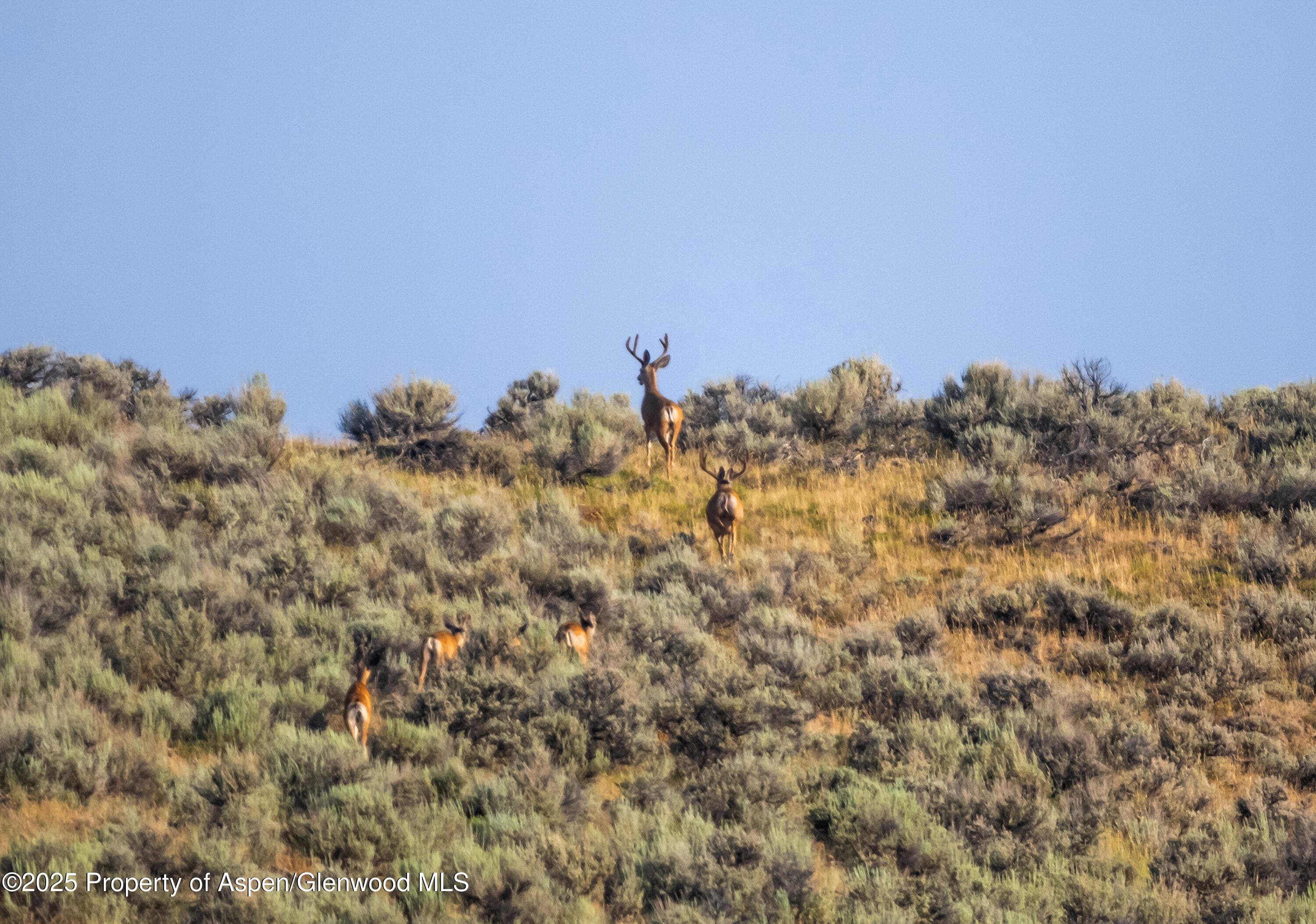 TBD CR 29, Craig, CO 81625 - Photo 3