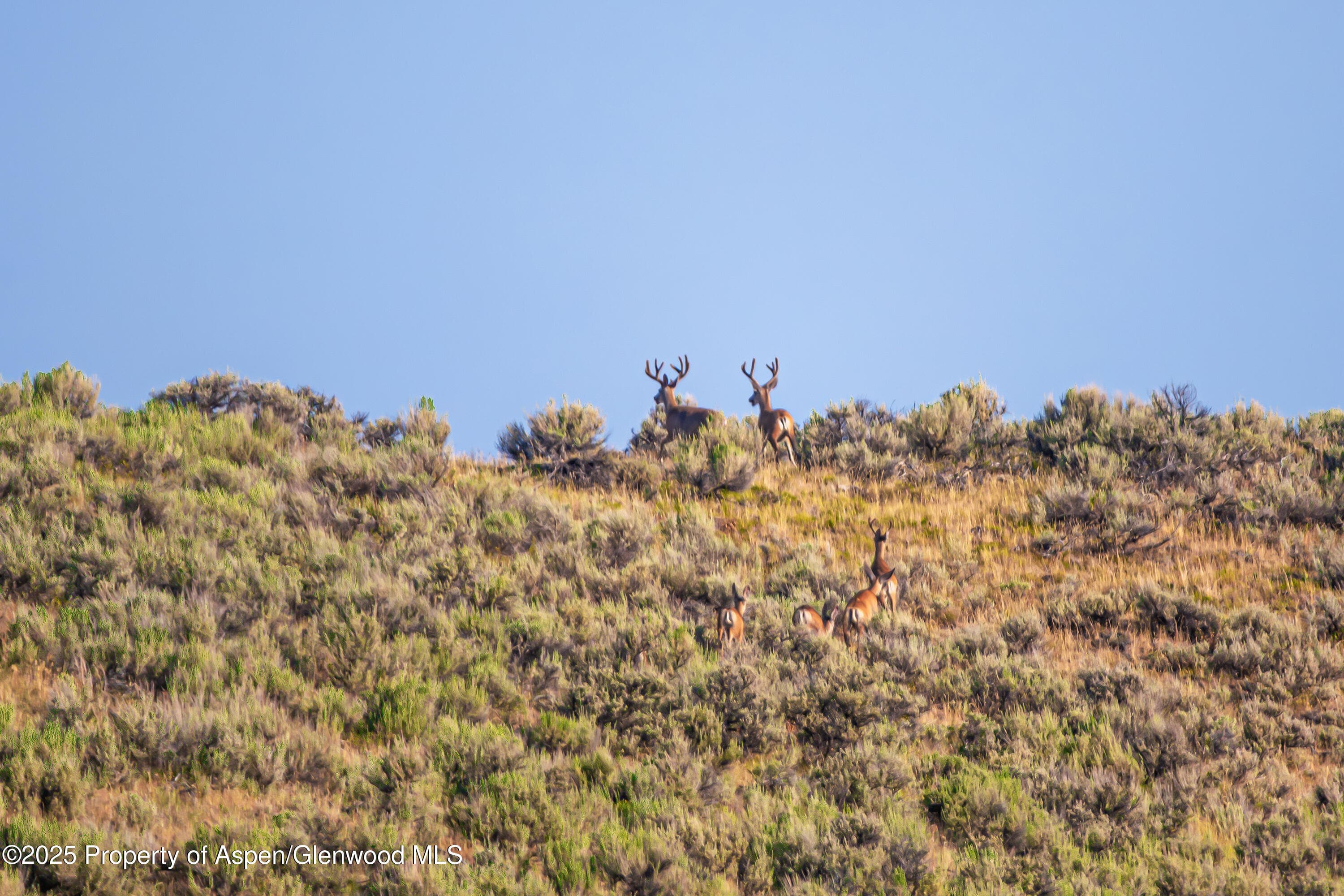 TBD CR 29, Craig, CO 81625 - Photo 4