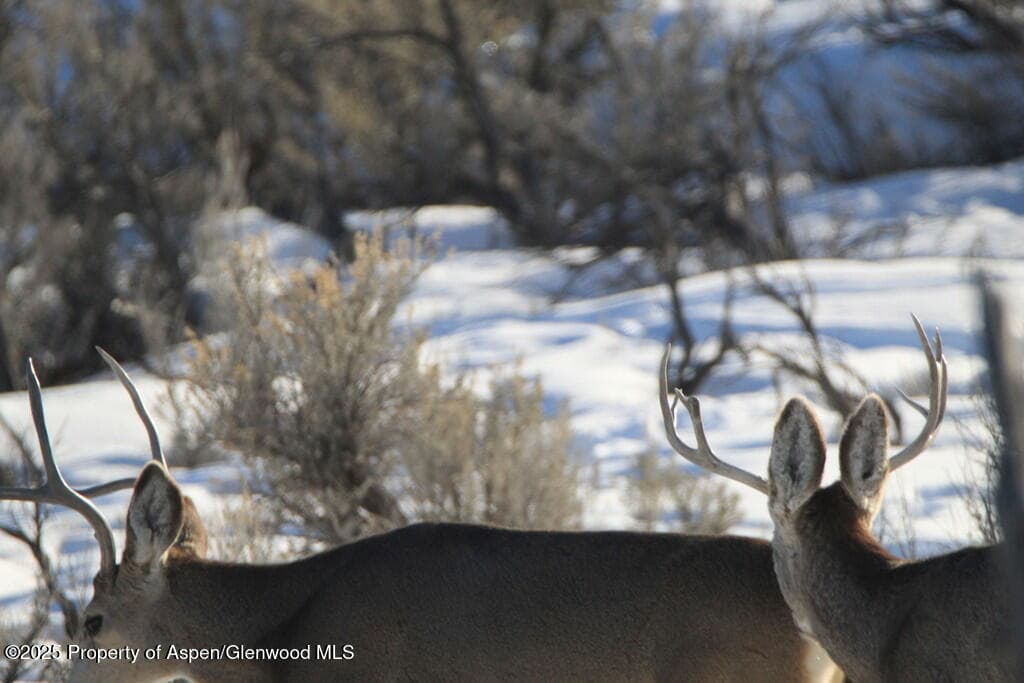 TBD County Road 53, Maybell, CO 81640 - Photo 39
