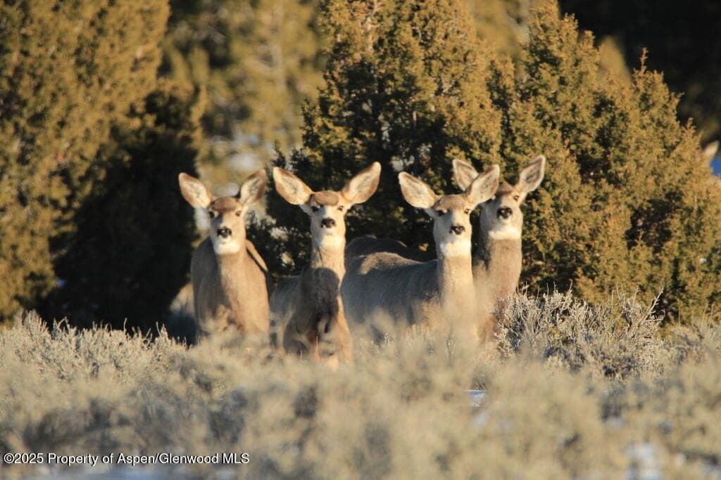TBD County Road 53, Maybell, CO 81640 - Photo 48
