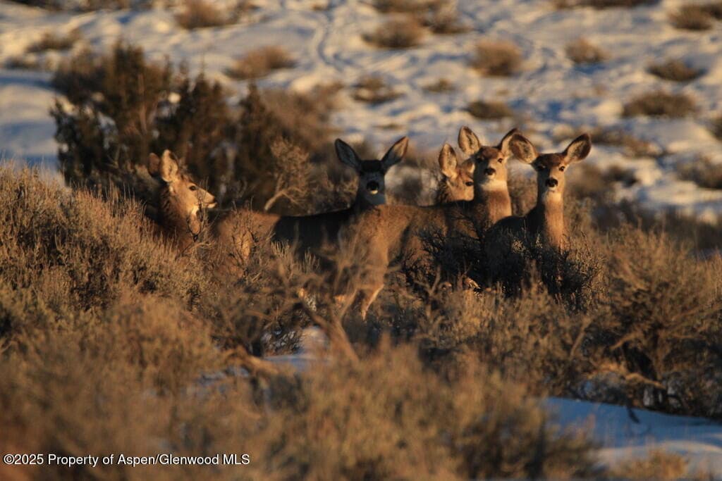 TBD County Road 53, Maybell, CO 81640 - Photo 49