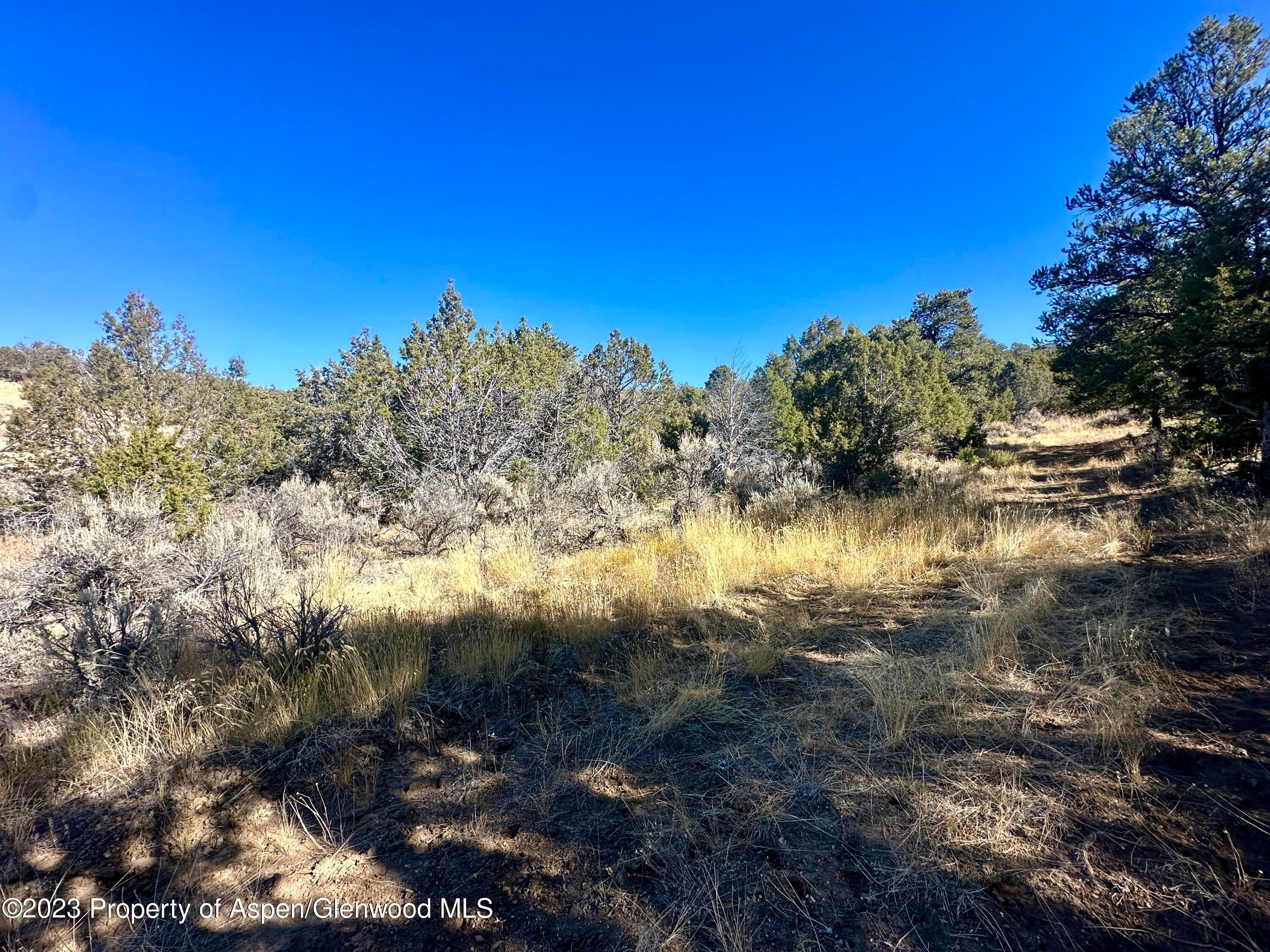 Tbd Cactus Park Road, Cedaredge, CO 81413 - Photo 7
