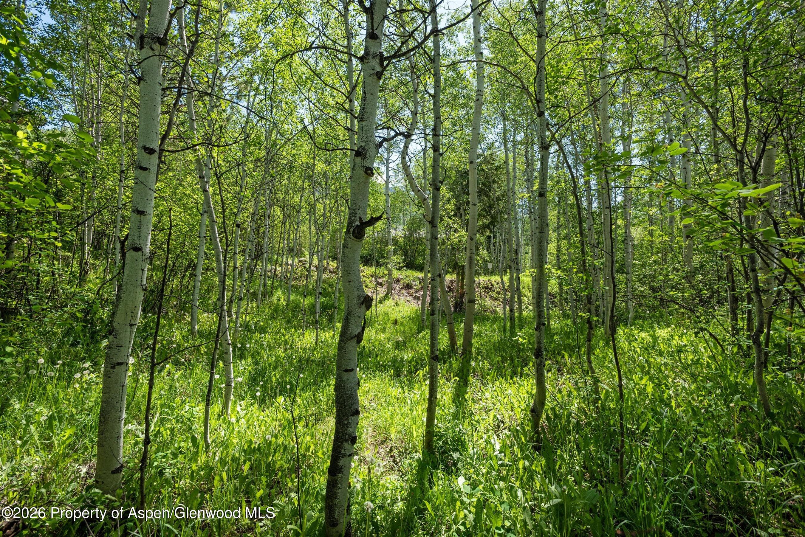 1265 Riverside Drive, Aspen, CO 81611 - Photo 11