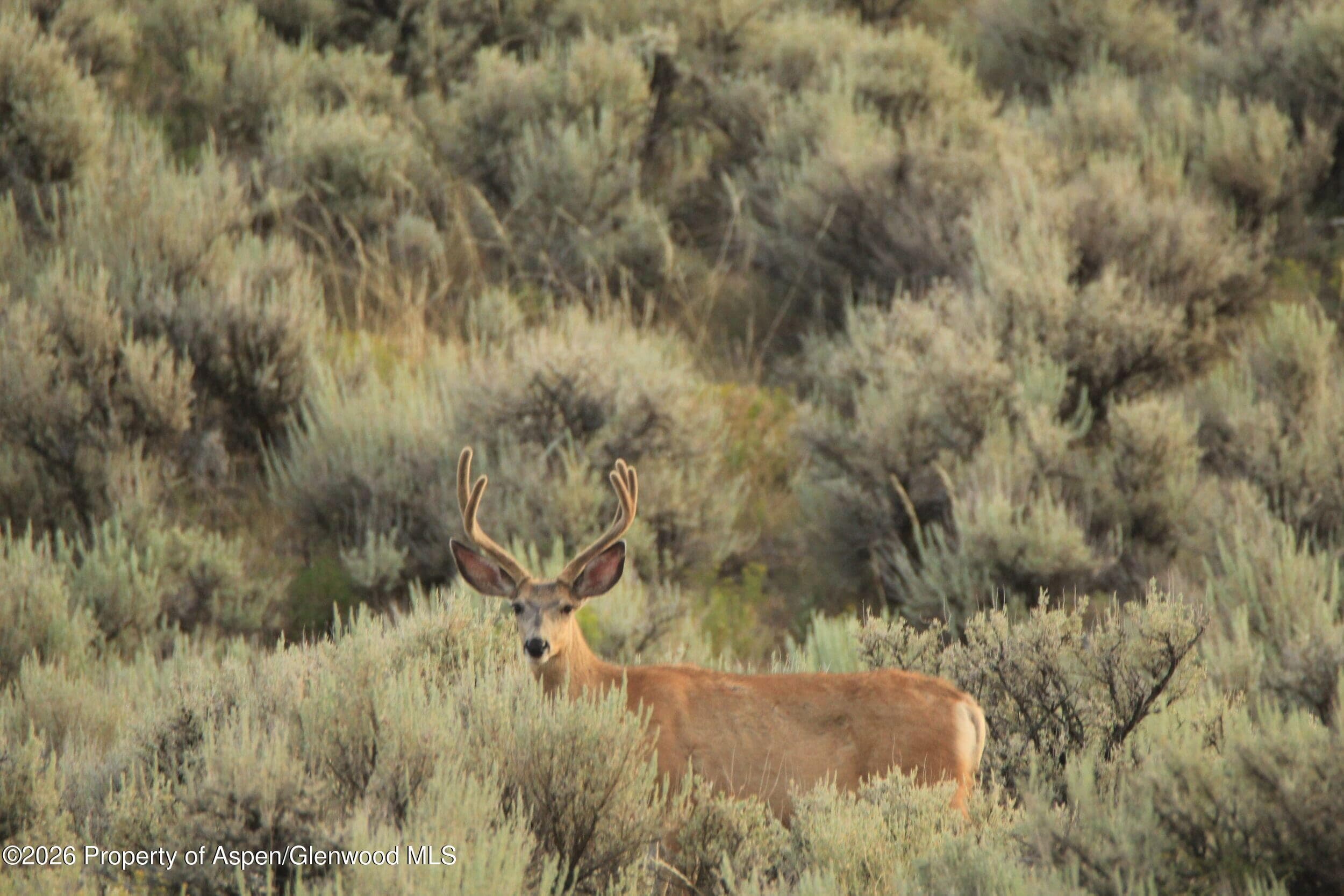 Tbd Highway 40, Craig, CO 81625 - Photo 15