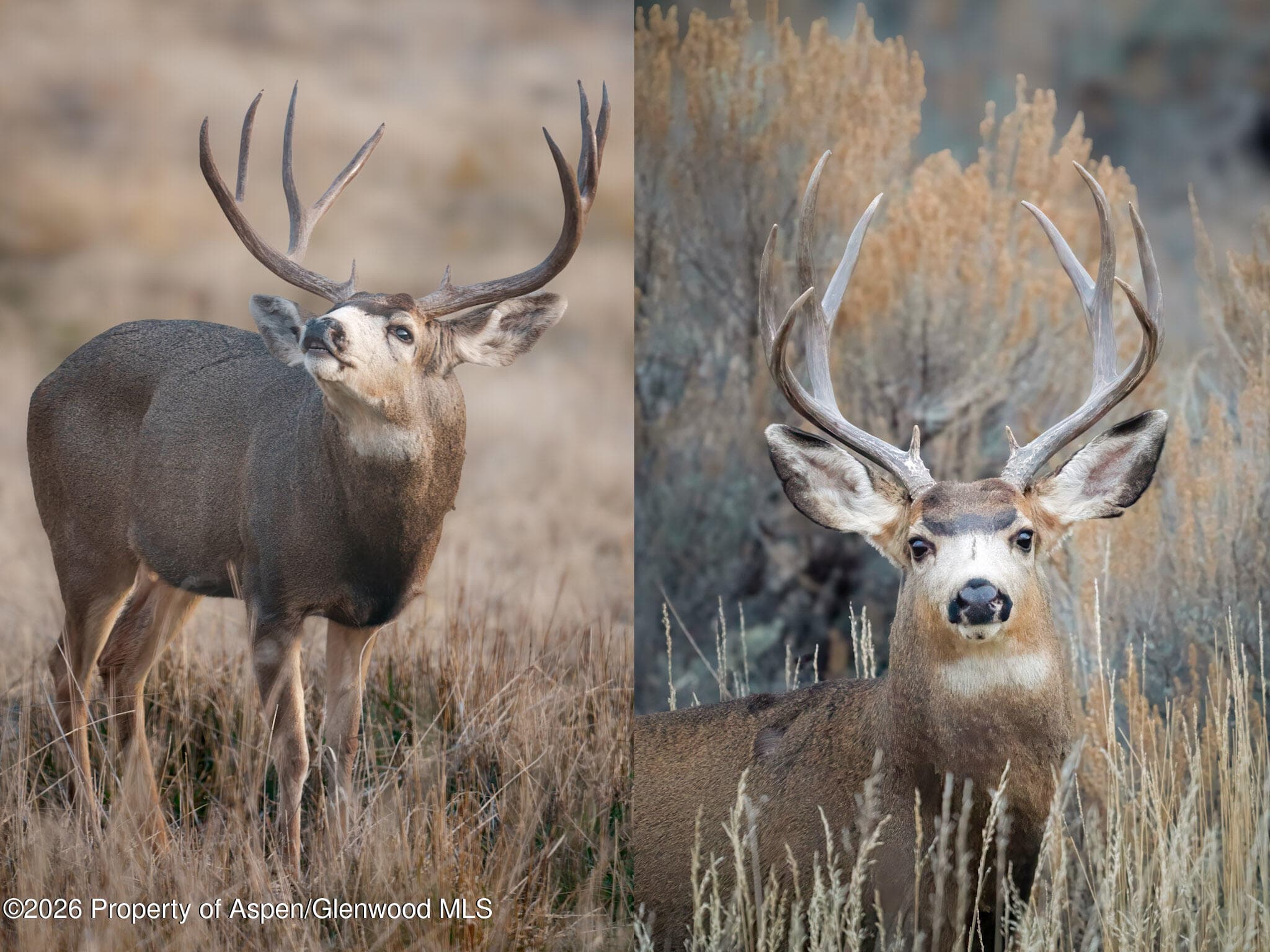 59 County Road 317, Rifle, CO 81650 - Photo 15