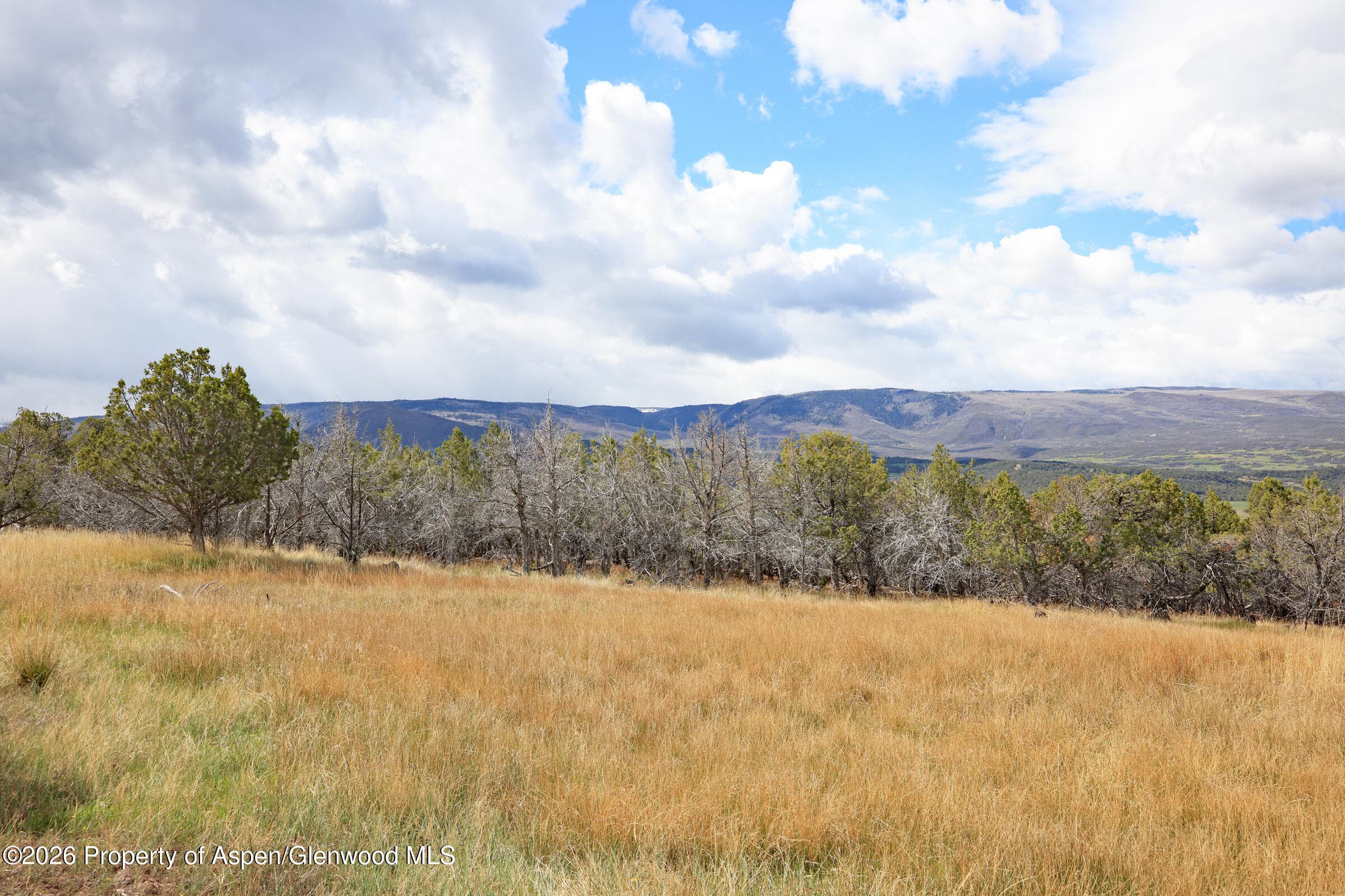 12705 55 Road, Collbran, CO 81624 - Photo 13