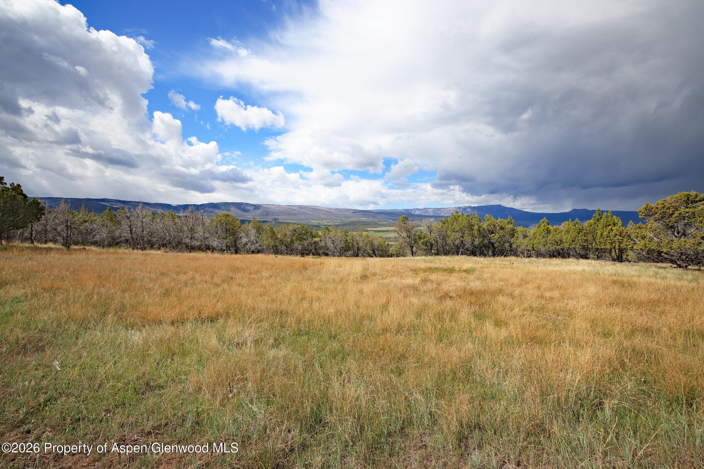12705 55 Road, Collbran, CO 81624 - Photo 14