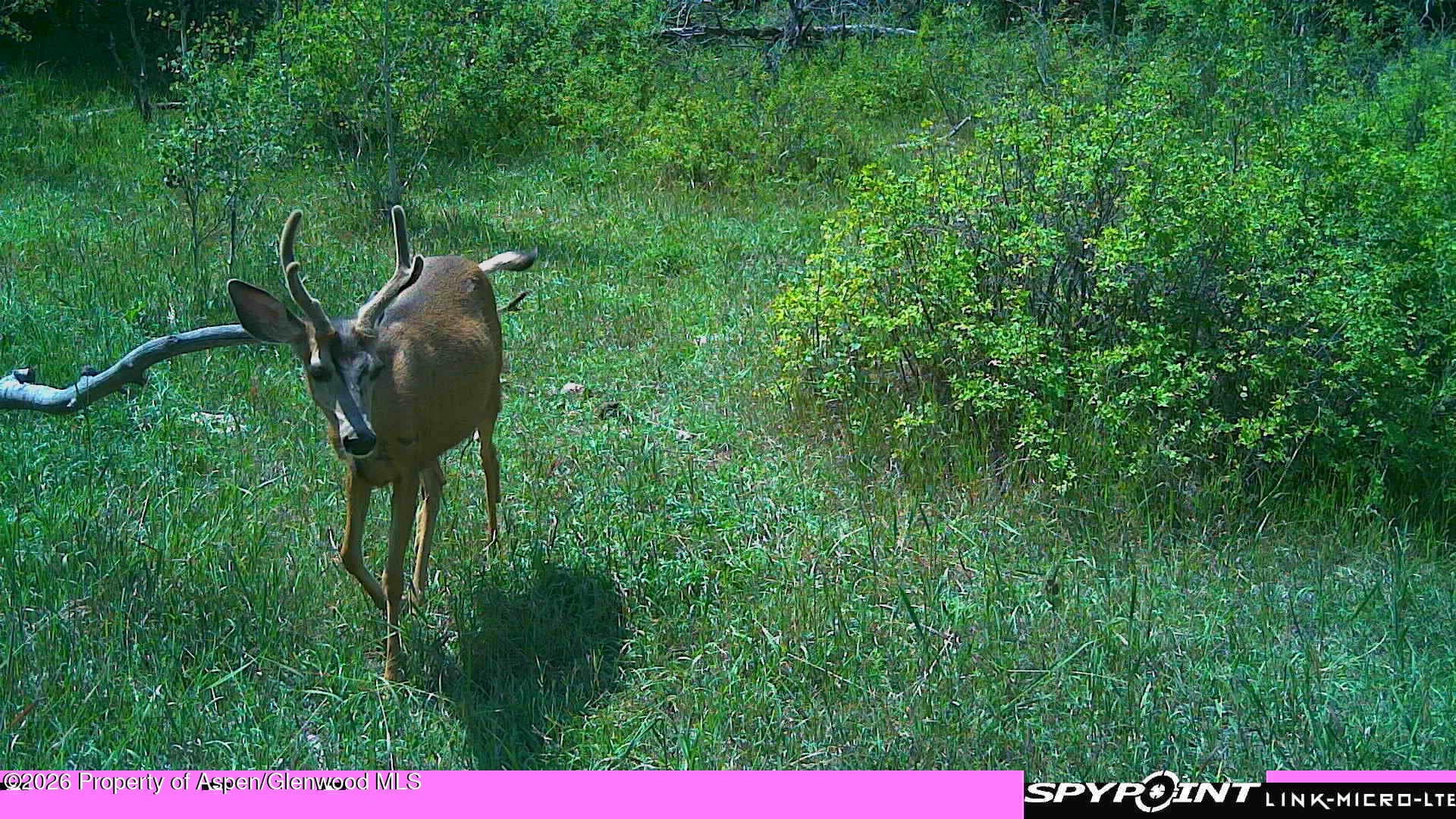 Tbd County Road 313, Silt, CO 81652 - Photo 9