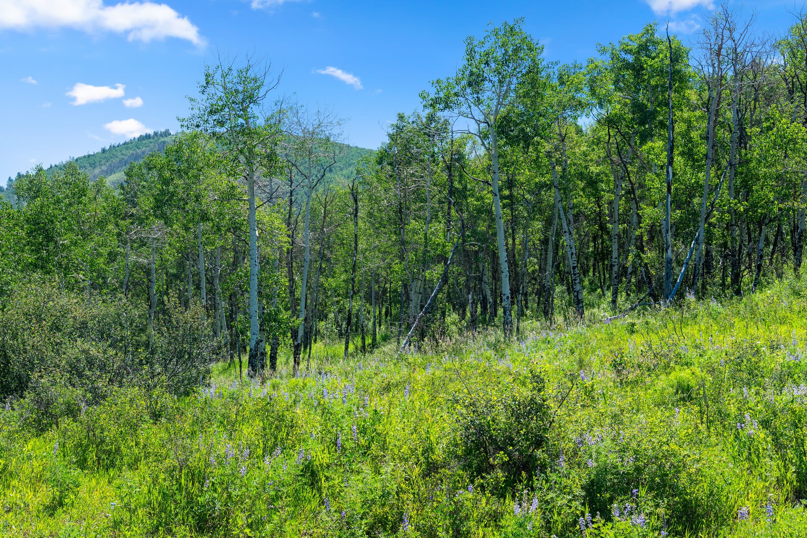 TBD Trentaz Drive, Aspen, CO 81611 - Photo 10