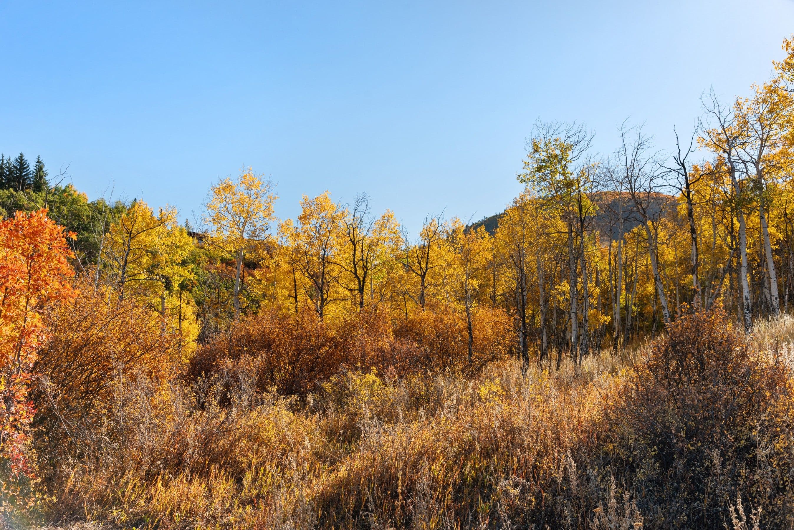 TBD Trentaz Drive, Aspen, CO 81611 - Photo 34