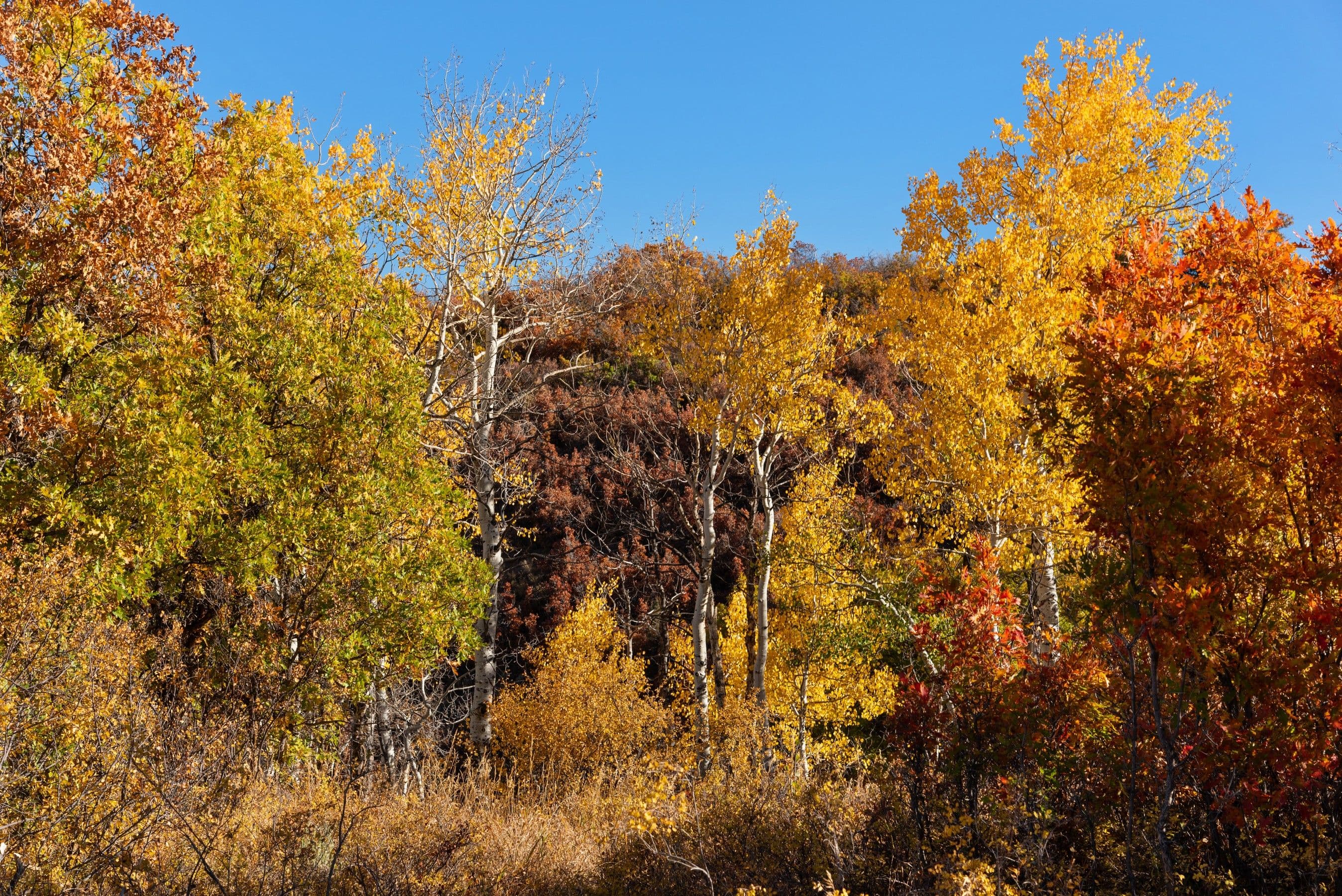 TBD Trentaz Drive, Aspen, CO 81611 - Photo 31