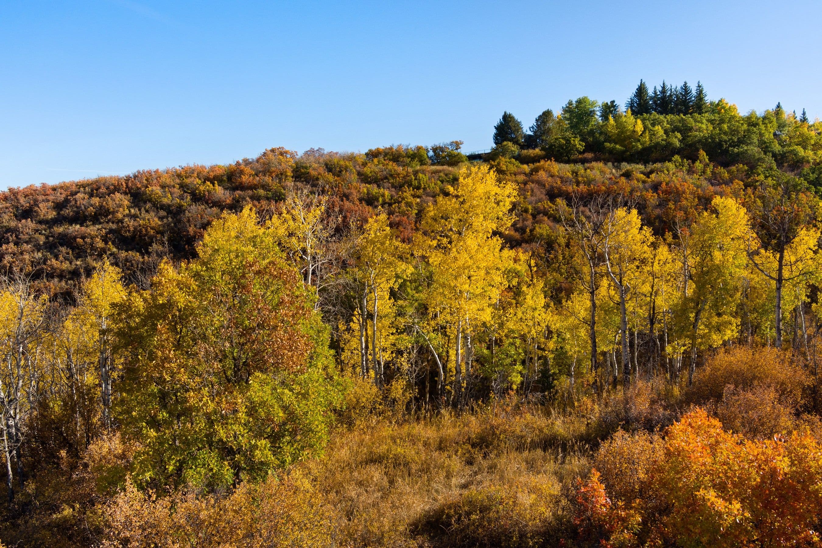TBD Trentaz Drive, Aspen, CO 81611 - Photo 4