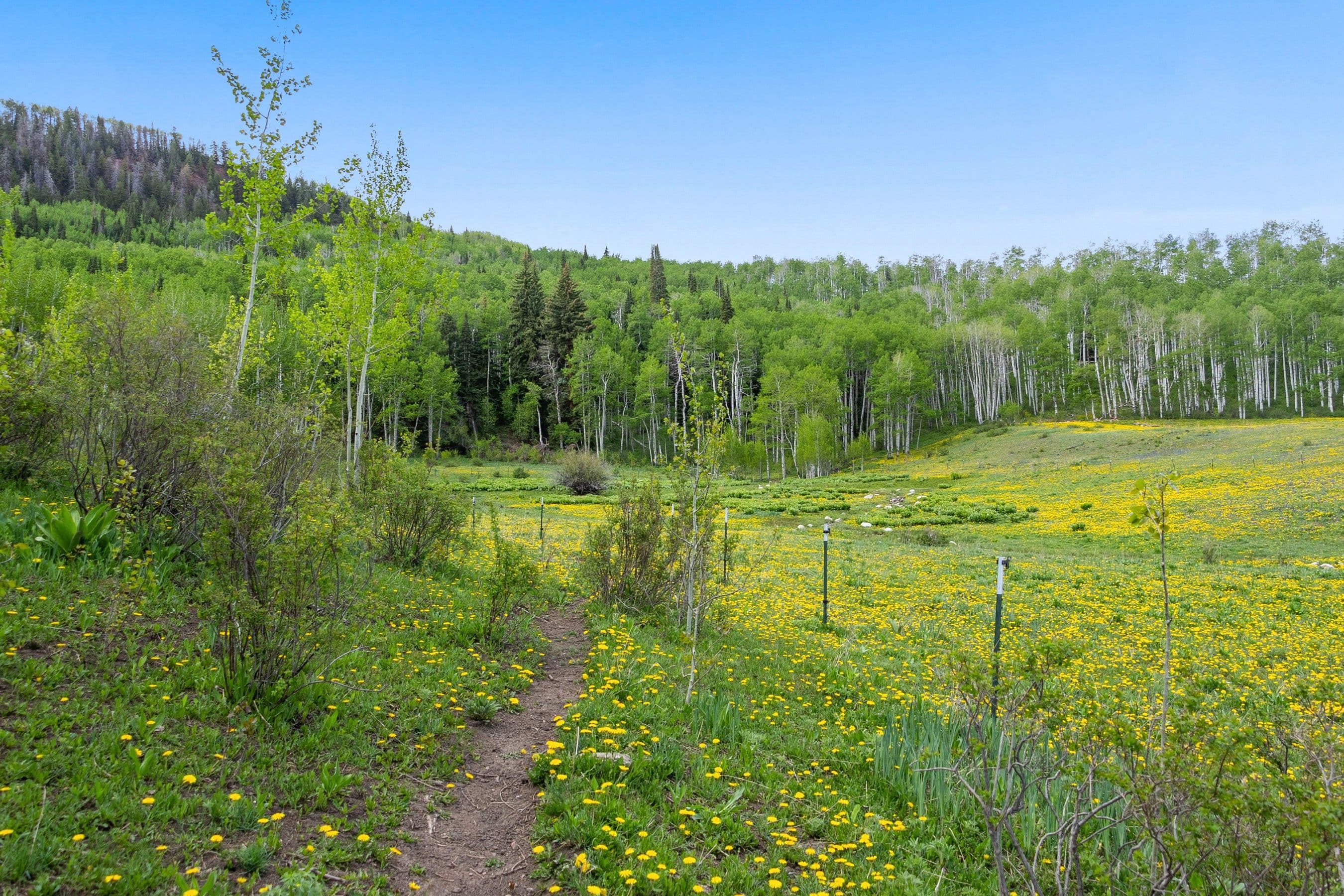 6855 Capitol Creek Road, Snowmass, CO 81654 - Photo 73