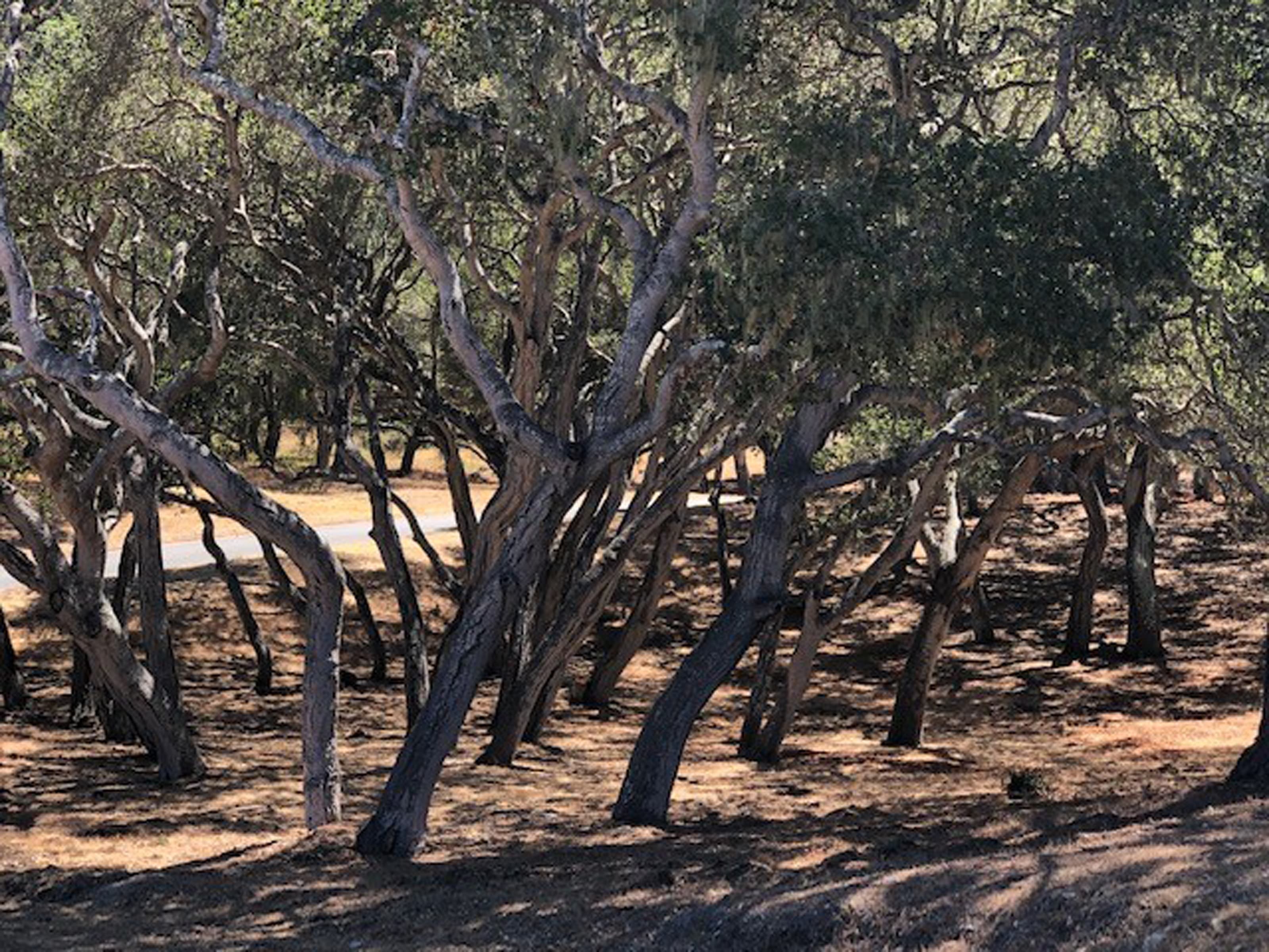 7735 Paseo Venado (Lot 82) - Photo 4