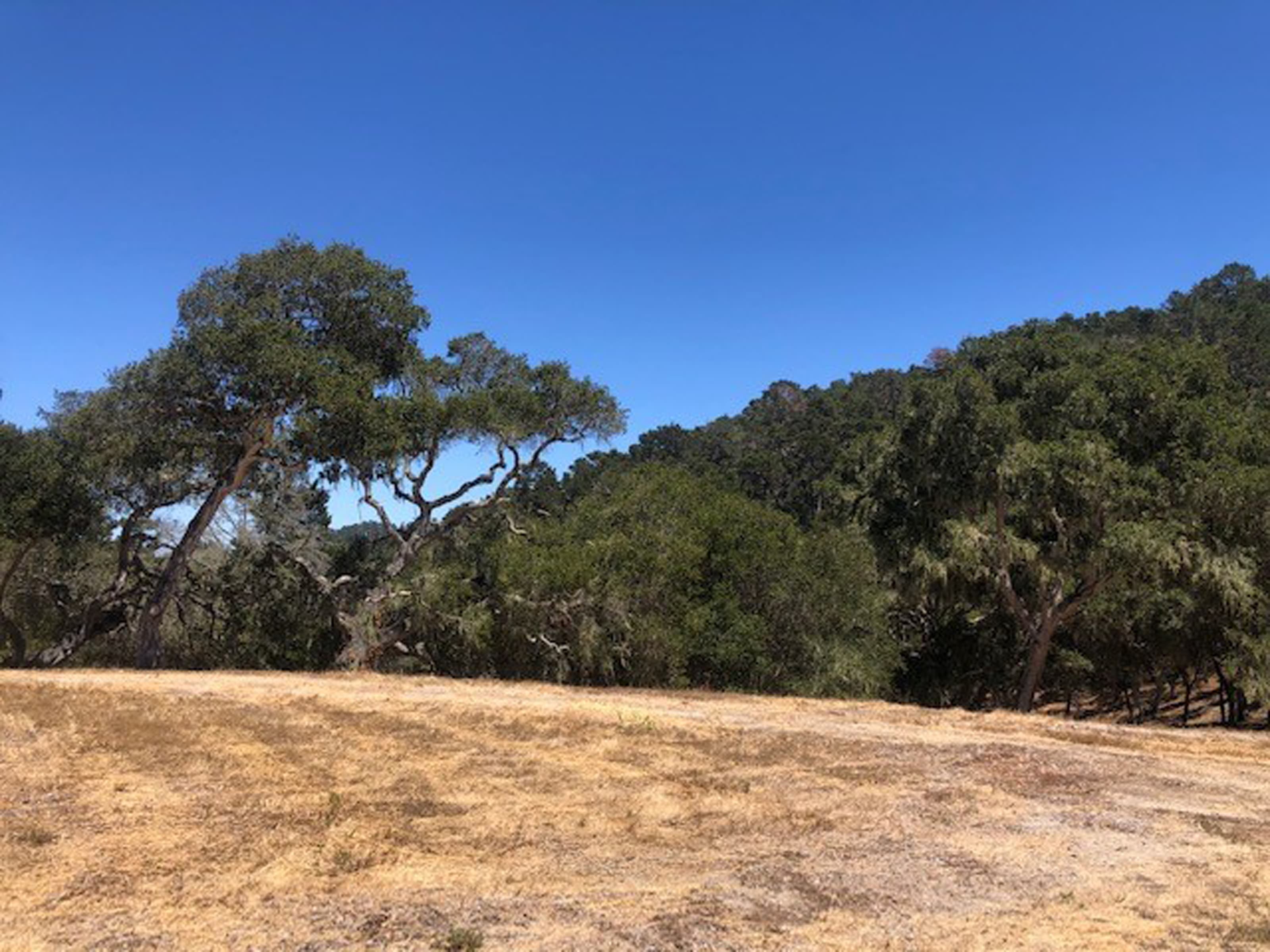 7735 Paseo Venado (Lot 82) - Photo 2
