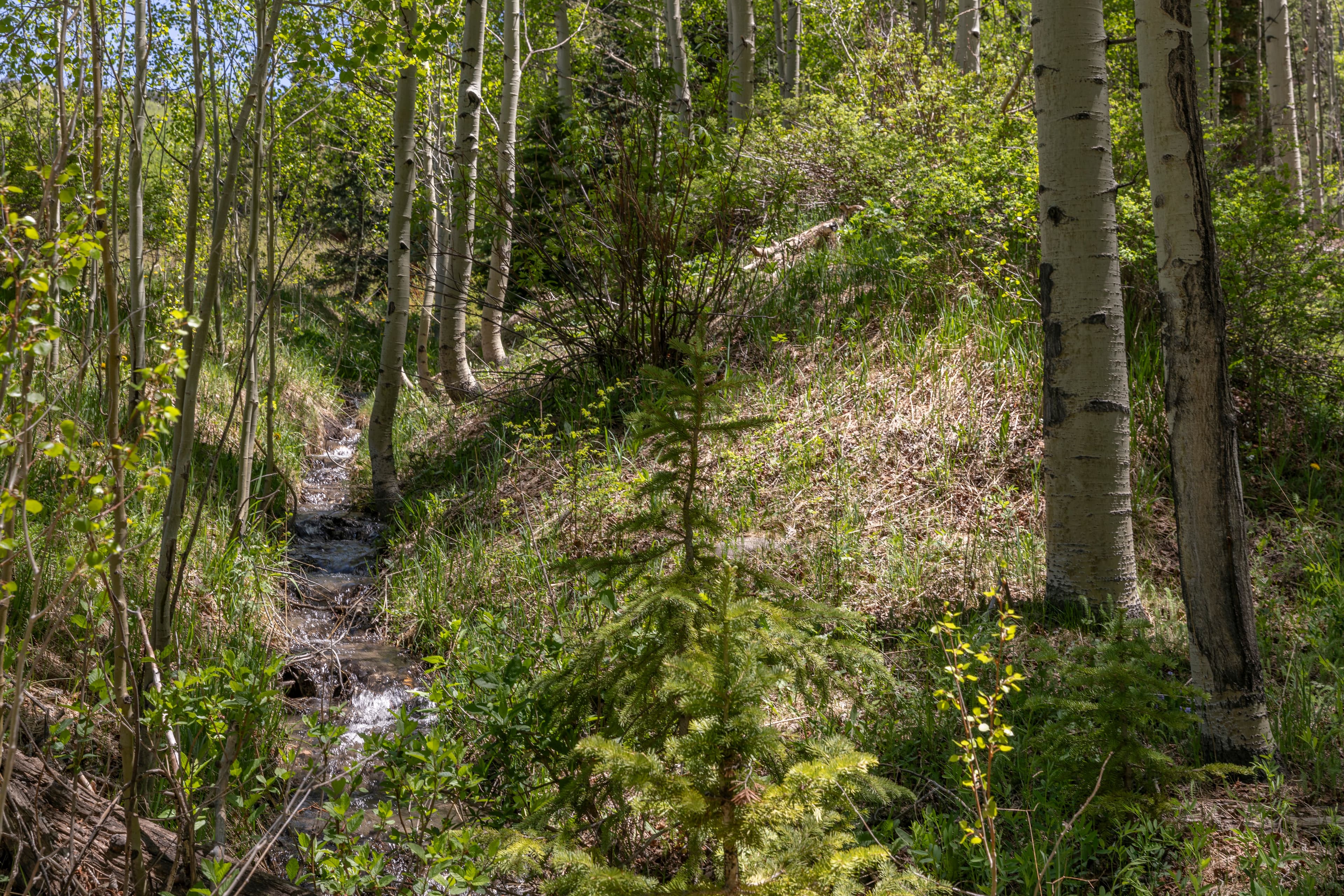 Lots 2 & 4 Elk Run Road  - Photo 5