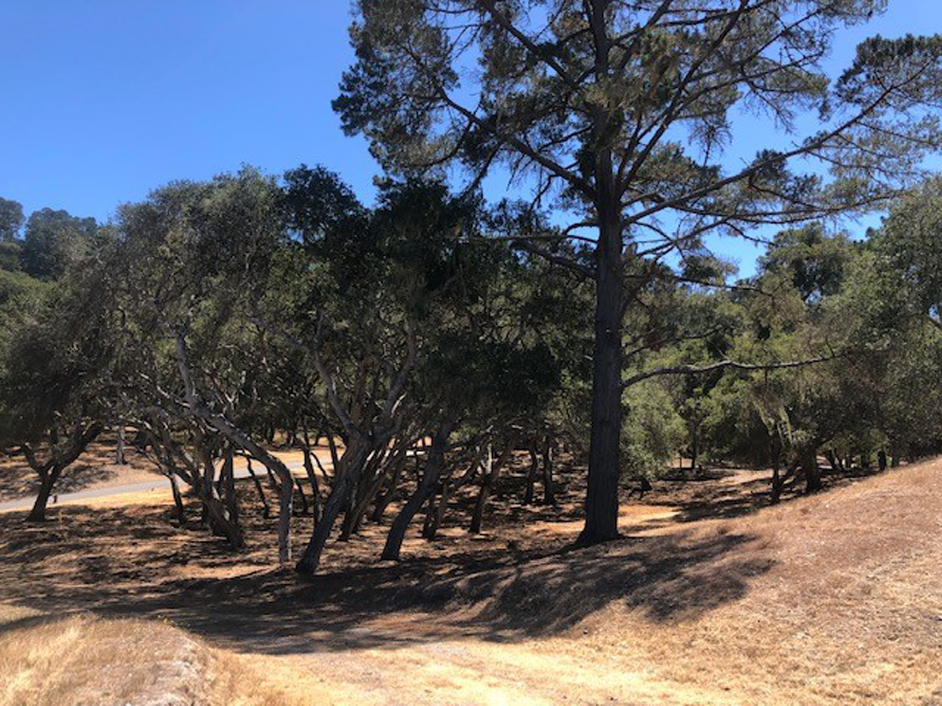 7735 Paseo Venado (Lot 82) - Photo 3