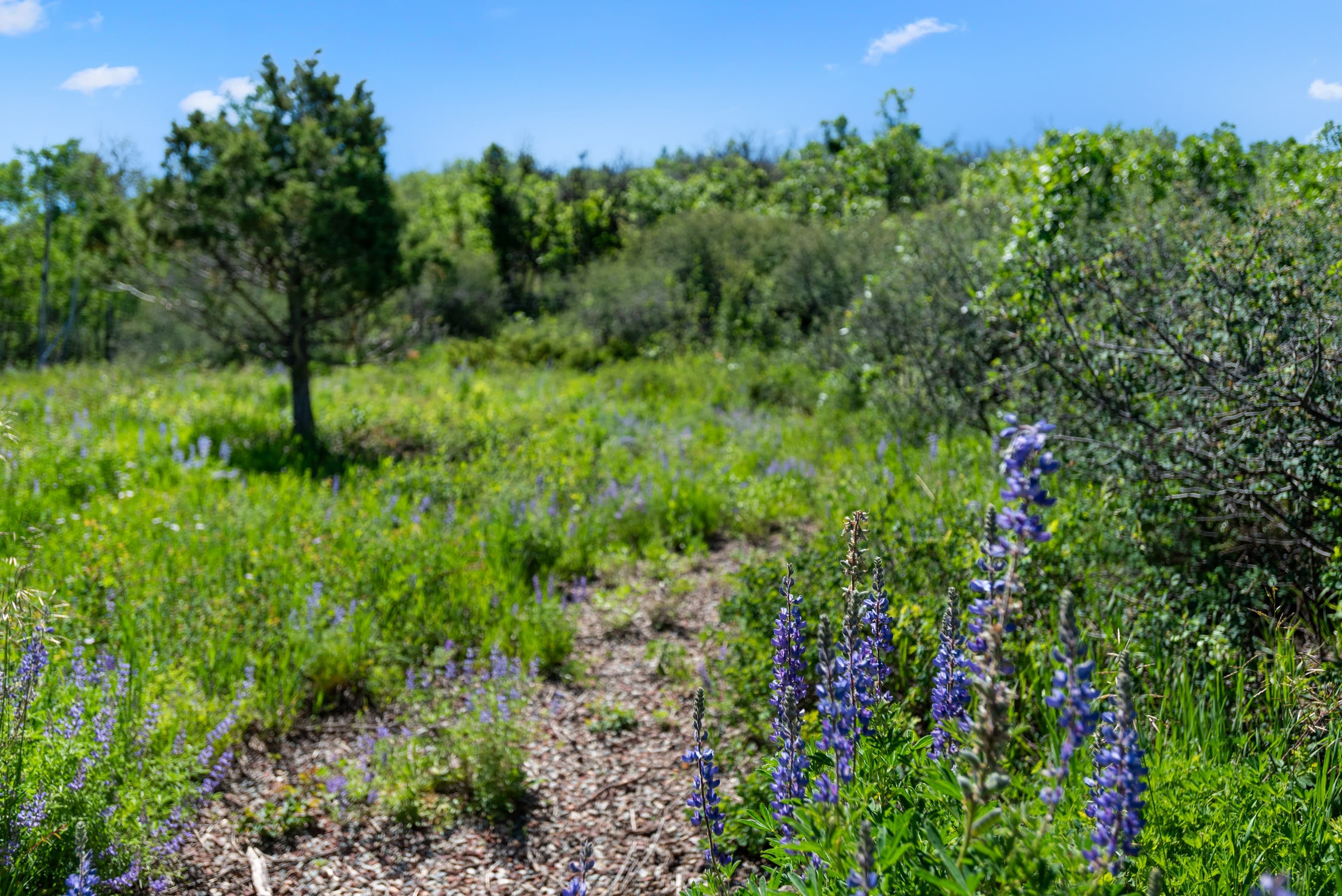 TBD Trentaz Drive, Aspen, CO 81611 - Photo 32