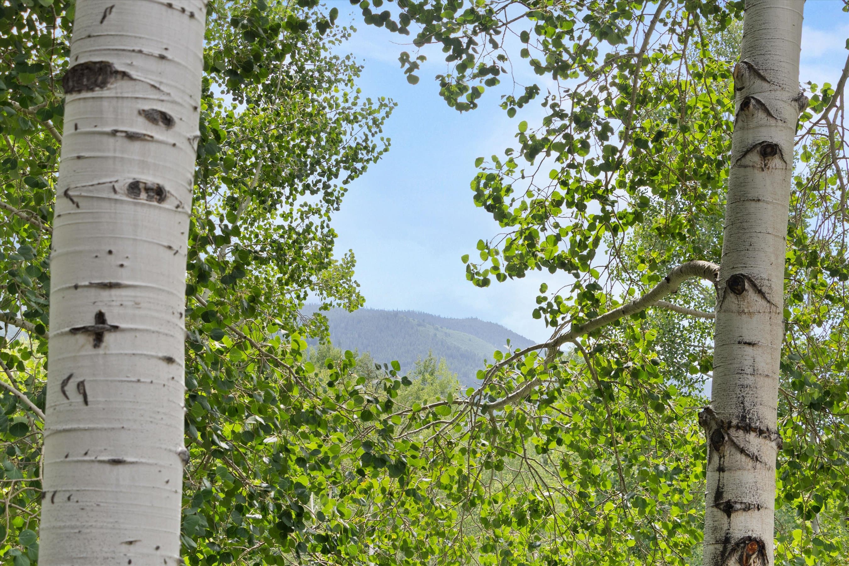 1443 Crystal Lake Road 3E, Aspen, CO 81611 - Photo 15