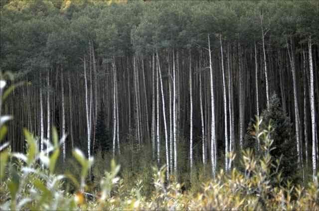 Tbd Conundrum Creek Road, Aspen, CO 81611