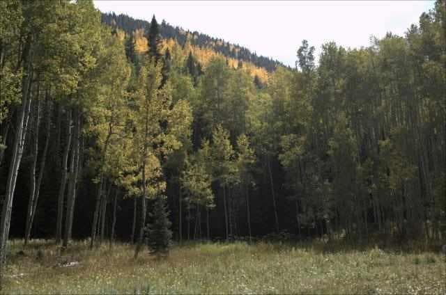Tbd Conundrum Creek Road, Aspen, CO 81611 - Photo 2