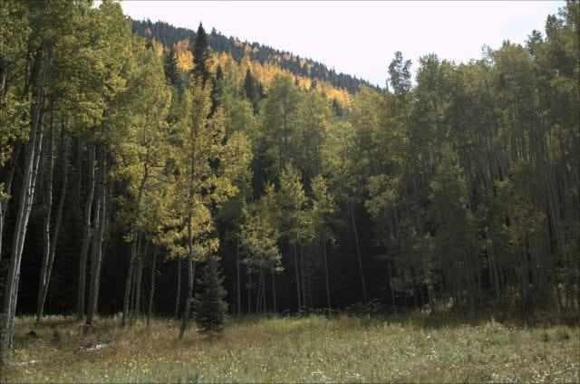 Tbd Conundrum Creek Road, Aspen, CO 81611 - Photo 3