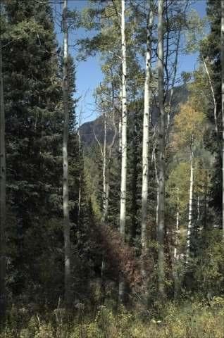 Tbd Conundrum Creek Road, Aspen, CO 81611 - Photo 6