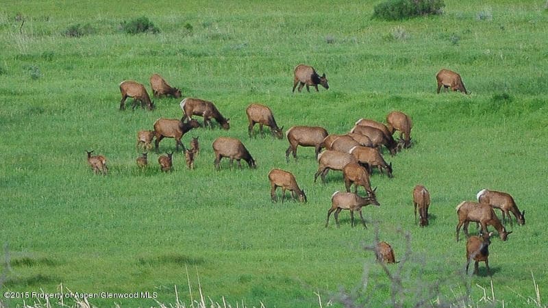 Tbd Spring Park Ranch Road, Carbondale, CO 81623 - Photo 14