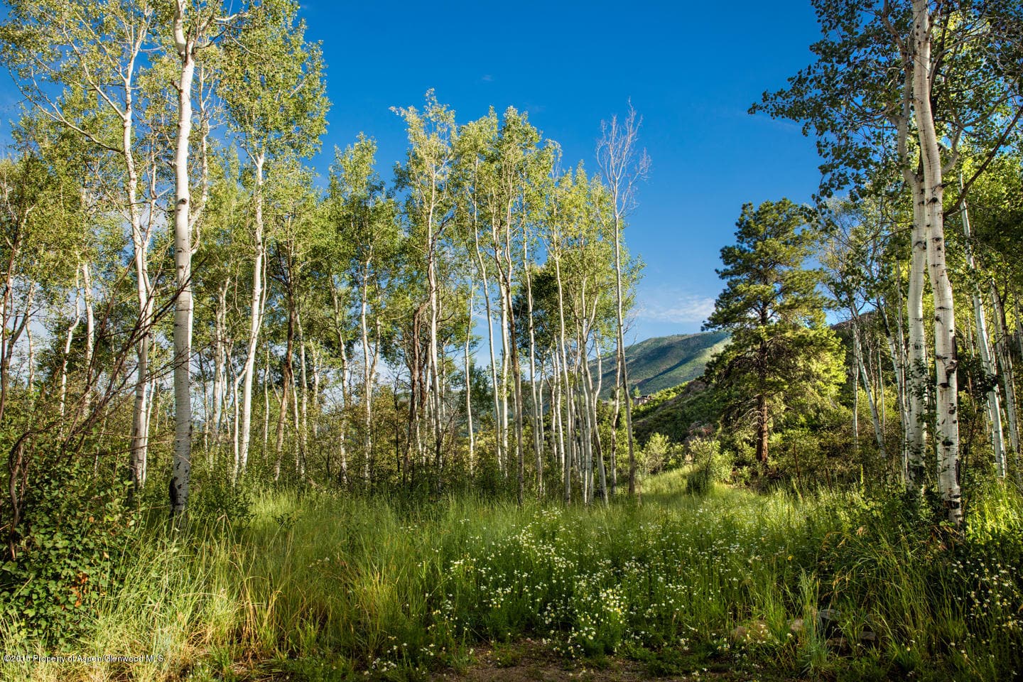 287 Mcskimming Road, Aspen, CO 81611 - Photo 5