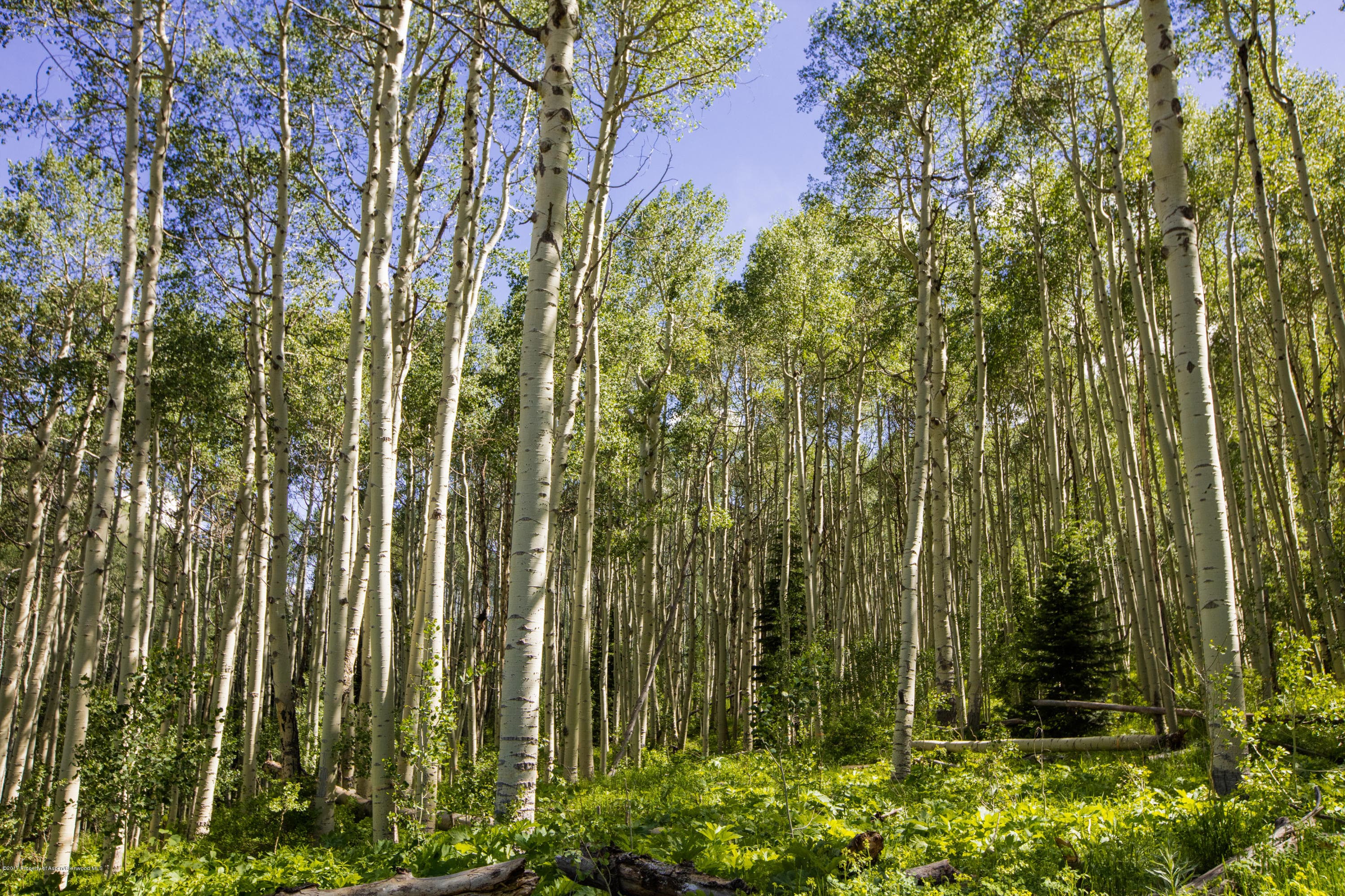 640 S HAYDEN Road, Aspen, CO 81611 - Photo 22