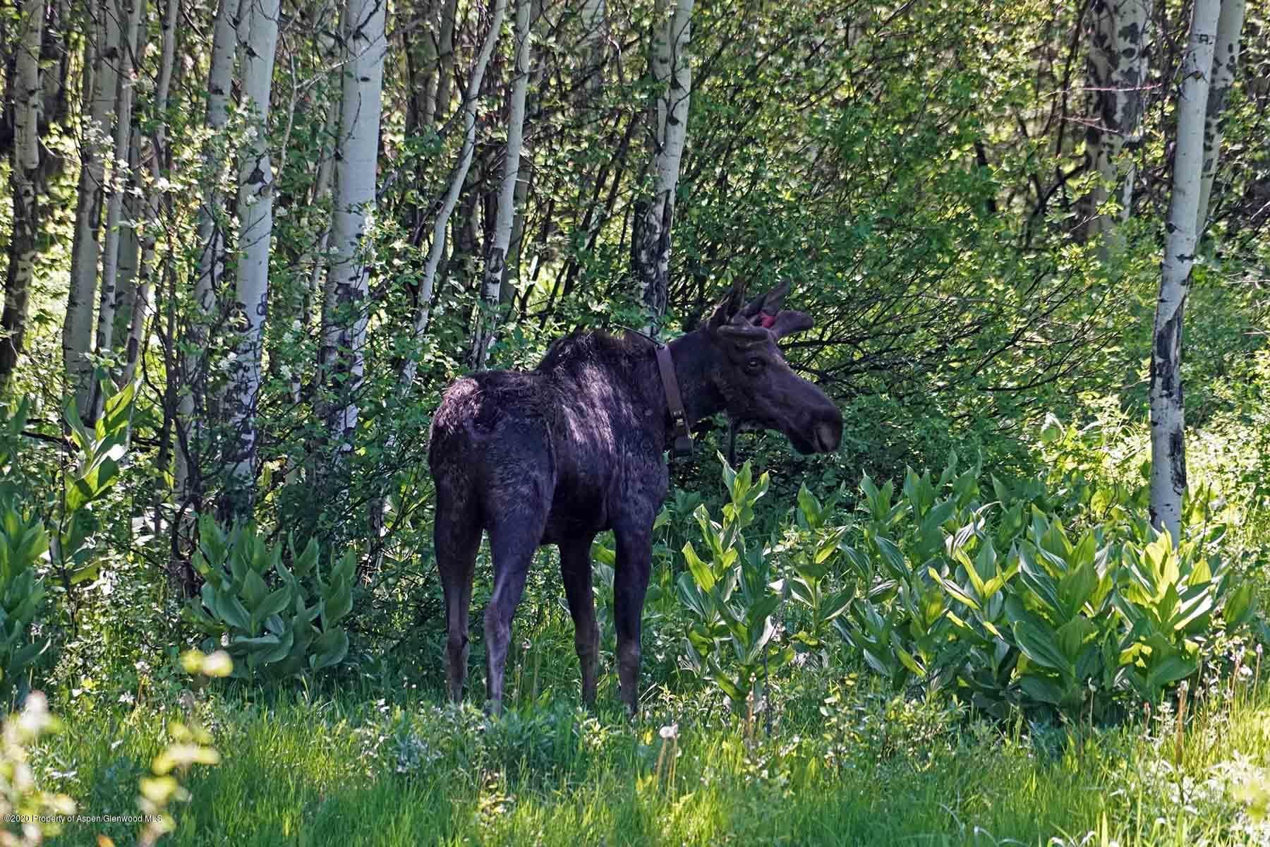 40875 County Road 36, Steamboat, CO 80487 - Photo 12